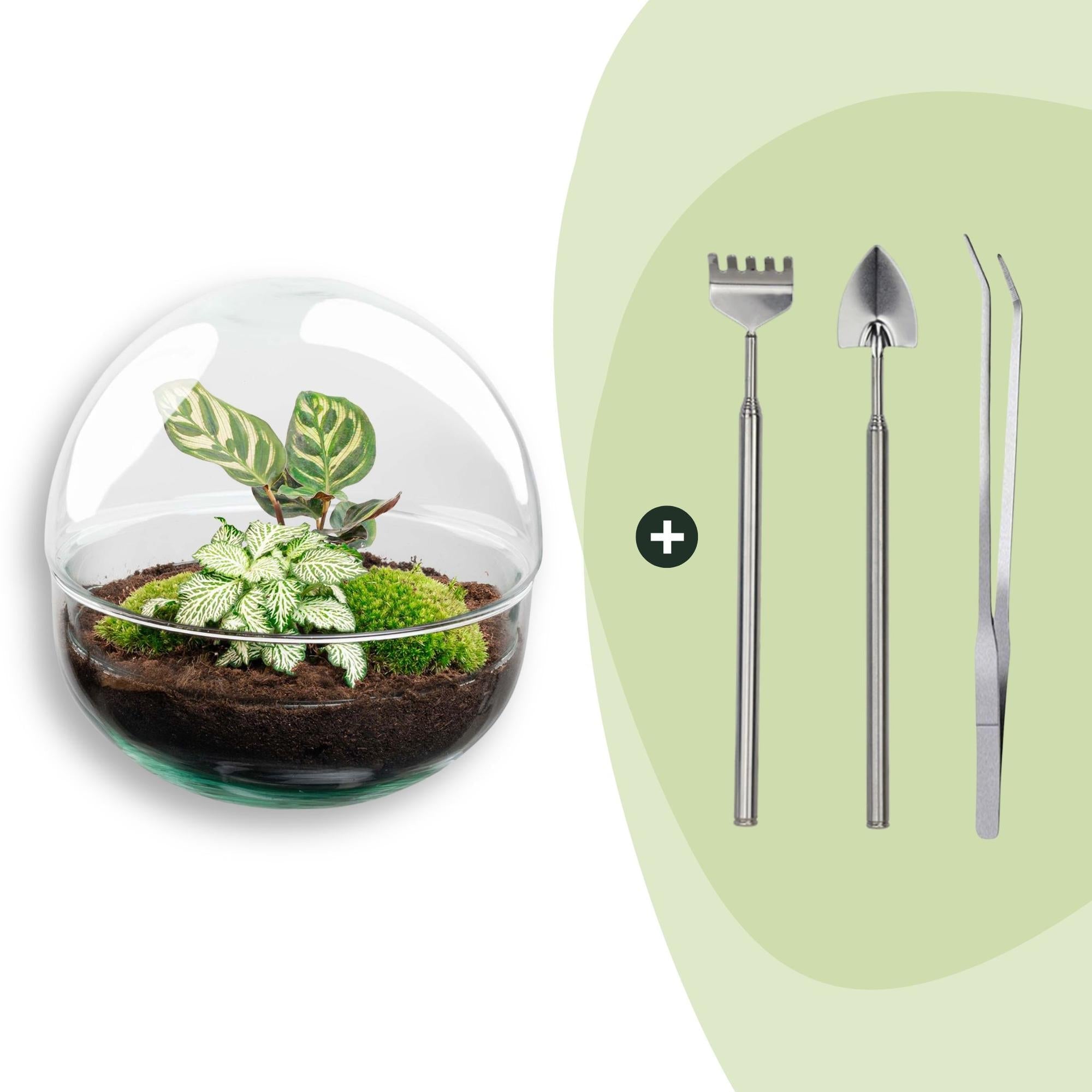 DIY Flaschengarten Set – Dome Glas – Ø20cm x H20cm – Mini – Biotop mit Pflanzen & Moos – Selbstversorgendes Pflanzterrarium – Plant