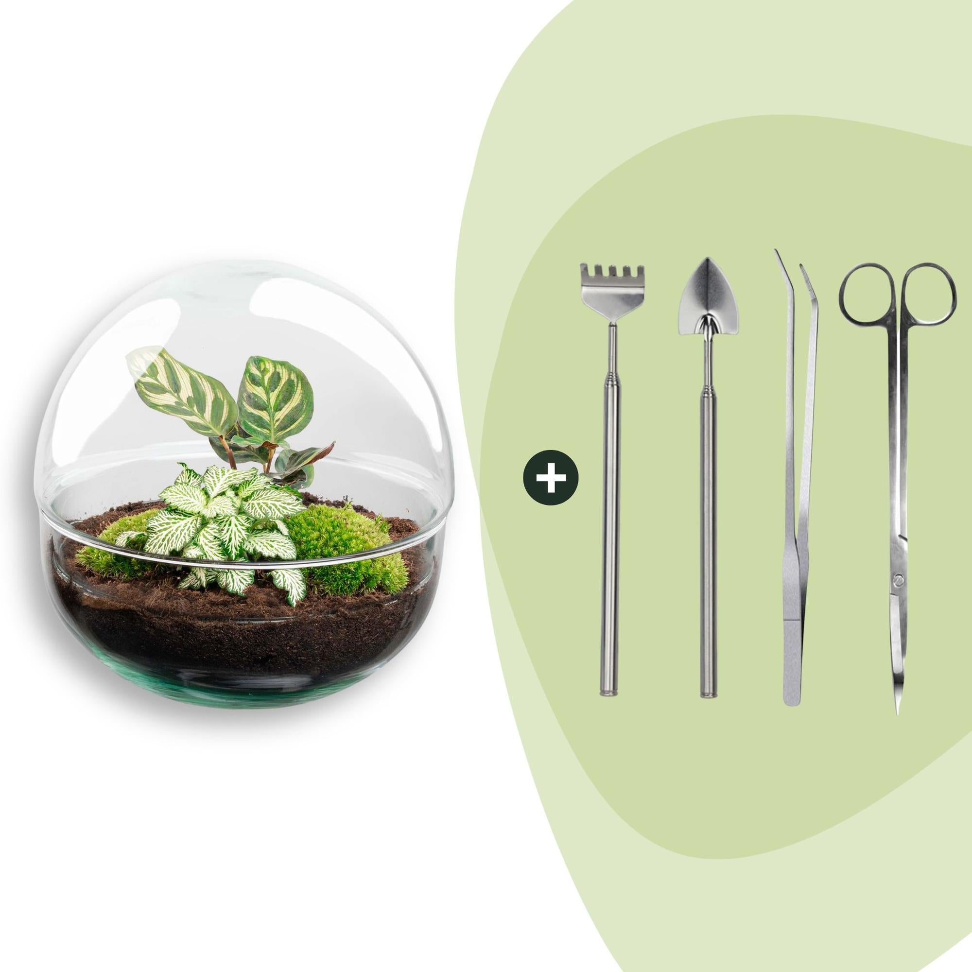 DIY Flaschengarten Set – Dome Glas – Ø20cm x H20cm – Mini – Biotop mit Pflanzen & Moos – Selbstversorgendes Pflanzterrarium – Plant