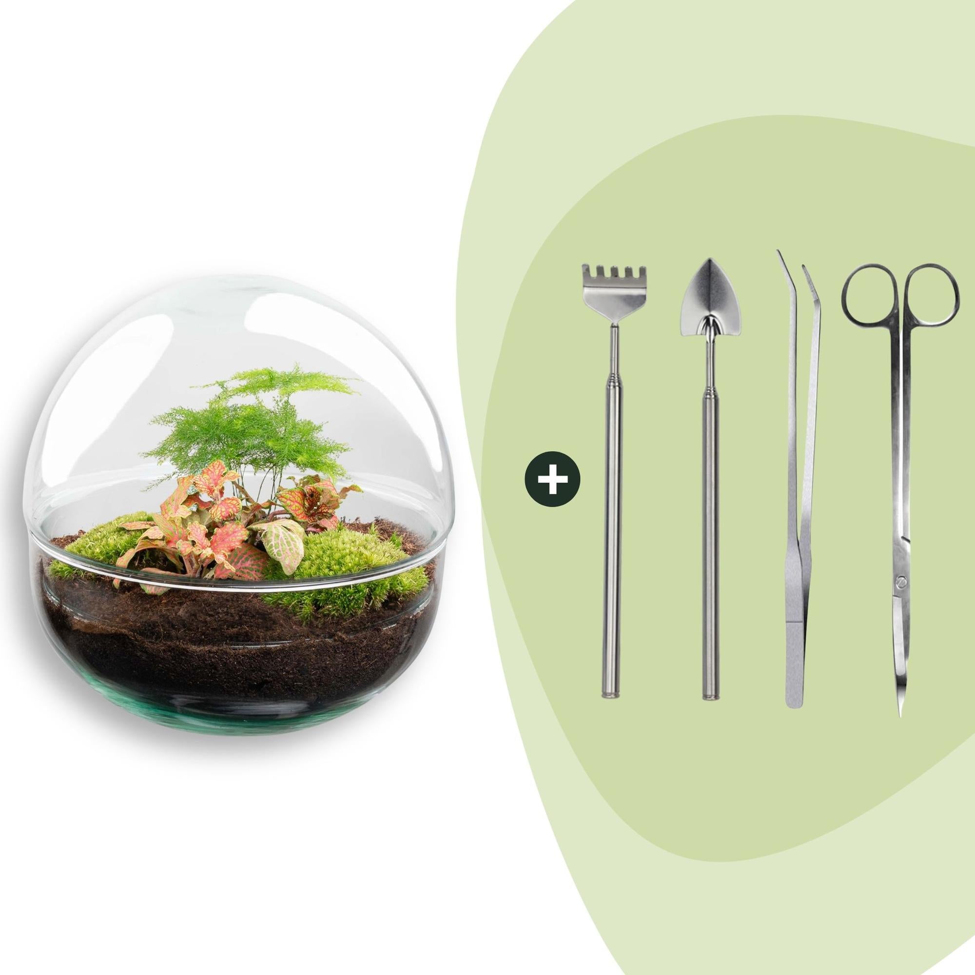 DIY Flaschengarten Set – Dome Glas Rot – Ø20cm x H20cm – Selbstversorgendes Pflanzterrarium mit Fittonia, Spargel & Moos – Mini – Pflegeleicht – Plant