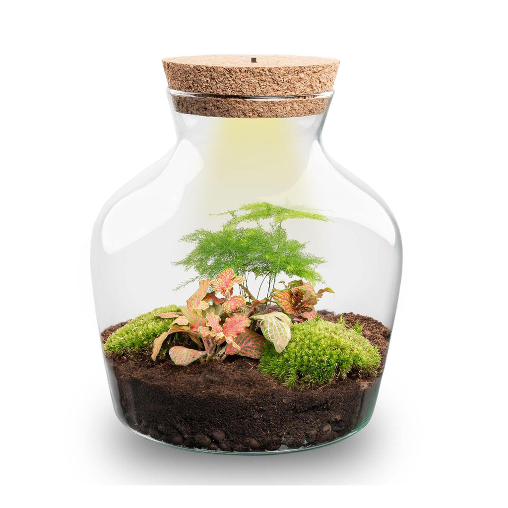Flaschengarten Little Joe – DIY Bausatz Terrarium – ↕21,5cm – Do It Yourself Pflanzen – Set im Glas – Autarkes Mini – Ökosystem – Plant