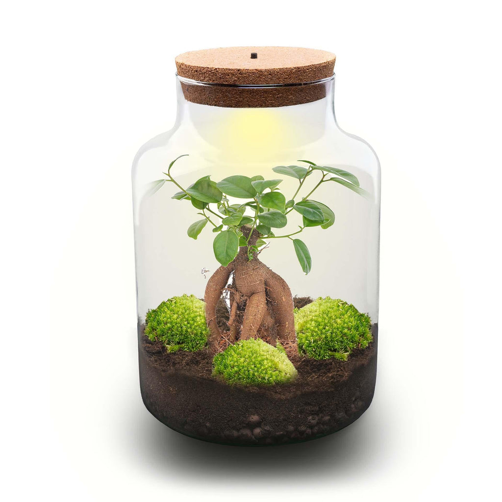 Flaschengarten DIY Bausatz Terrarium Milky Bonsai – Ø21cm – ↕30cm – Do – It – Yourself Flaschengarten Set mit Ficus Ginseng Bonsai – Plant