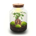 Flaschengarten DIY Bausatz Terrarium Milky Bonsai – Ø21cm – ↕30cm – Do – It – Yourself Flaschengarten Set mit Ficus Ginseng Bonsai – Plant