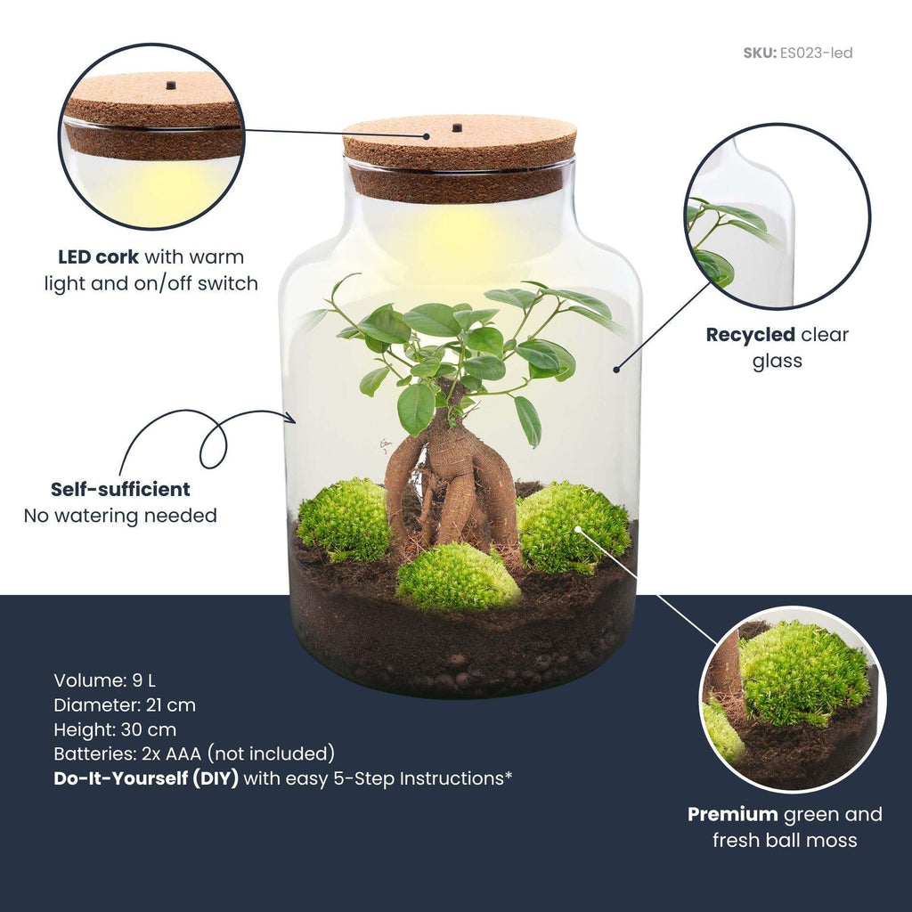 Flaschengarten DIY Bausatz Terrarium Milky Bonsai – Ø21cm – ↕30cm – Do – It – Yourself Flaschengarten Set mit Ficus Ginseng Bonsai – Plant