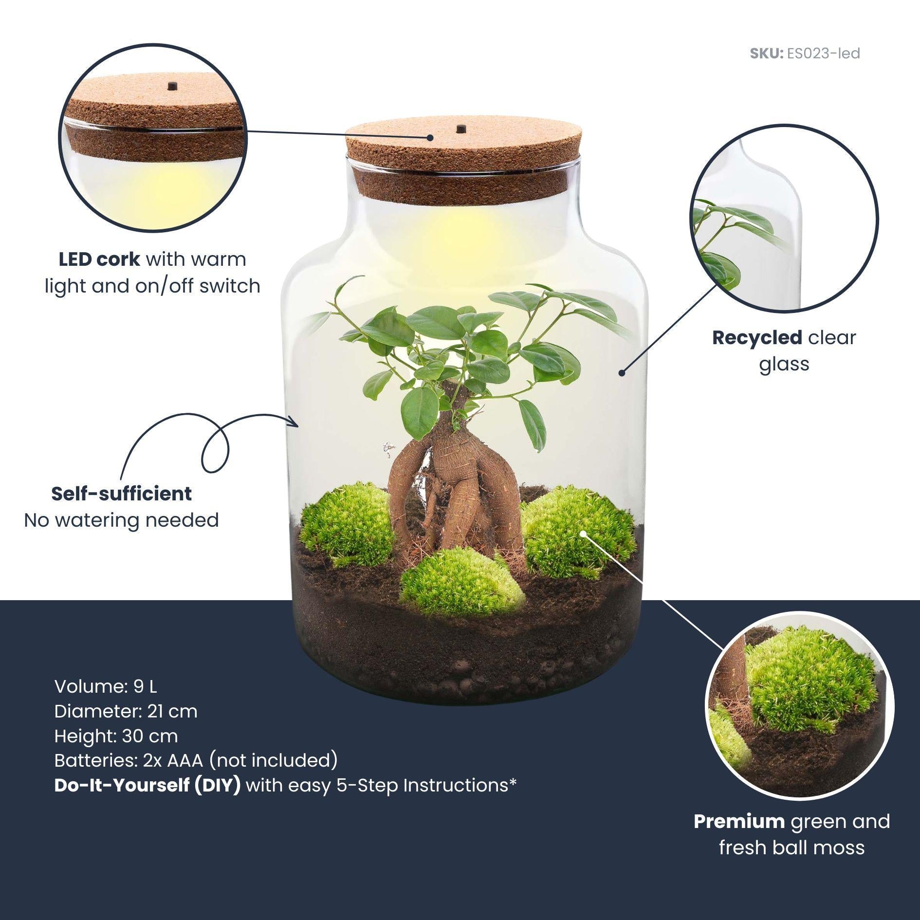 Flaschengarten DIY Bausatz Terrarium Milky Bonsai – Ø21cm – ↕30cm – Do – It – Yourself Flaschengarten Set mit Ficus Ginseng Bonsai – Plant