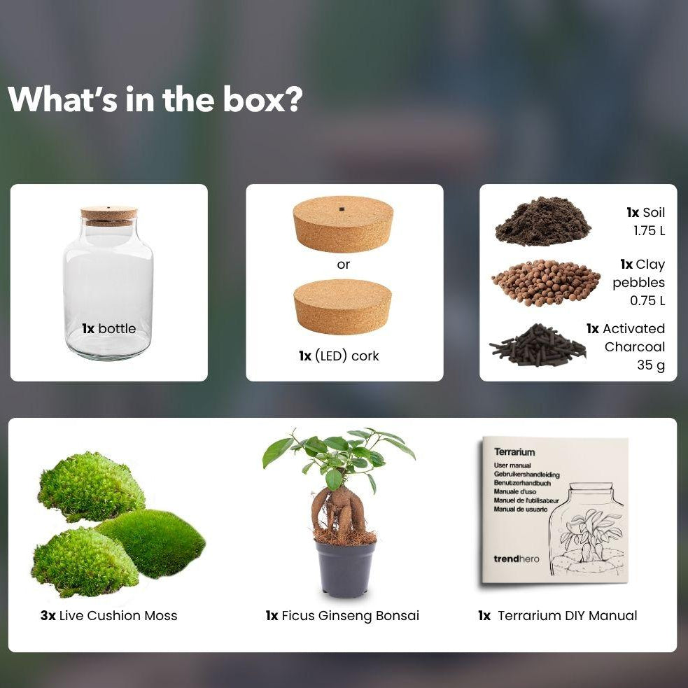 Flaschengarten DIY Bausatz Terrarium Milky Bonsai – Ø21cm – ↕30cm – Do – It – Yourself Flaschengarten Set mit Ficus Ginseng Bonsai – Plant