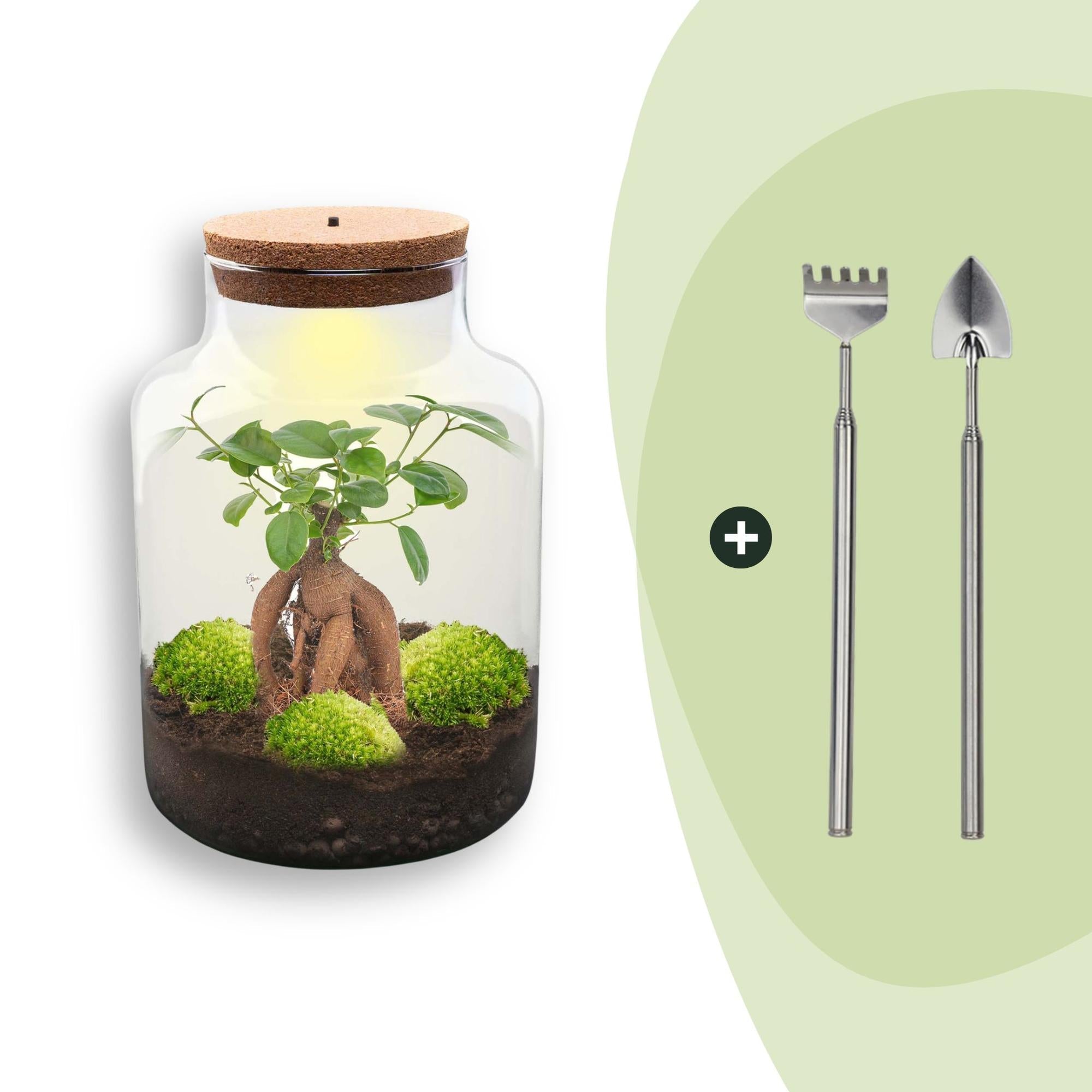 Flaschengarten DIY Bausatz Terrarium Milky Bonsai – Ø21cm – ↕30cm – Do – It – Yourself Flaschengarten Set mit Ficus Ginseng Bonsai – Plant