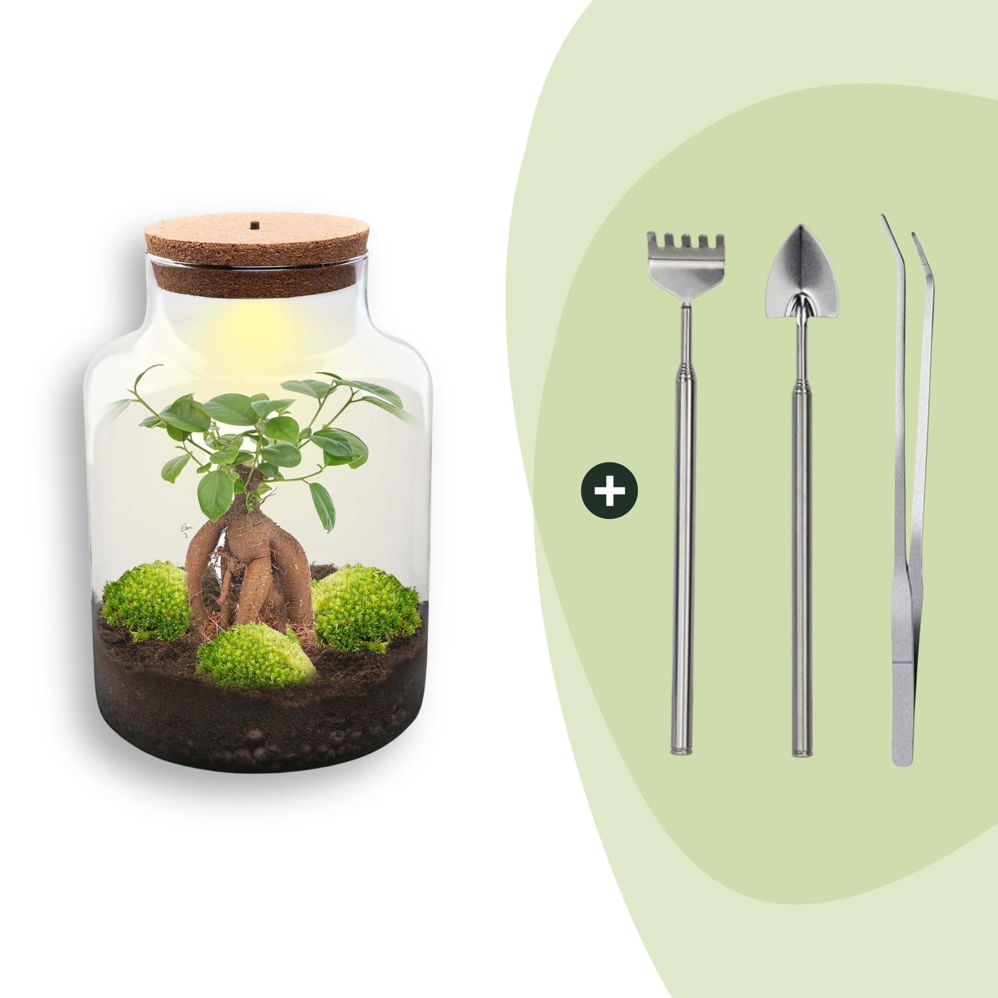 Flaschengarten DIY Bausatz Terrarium Milky Bonsai – Ø21cm – ↕30cm – Do – It – Yourself Flaschengarten Set mit Ficus Ginseng Bonsai – Plant