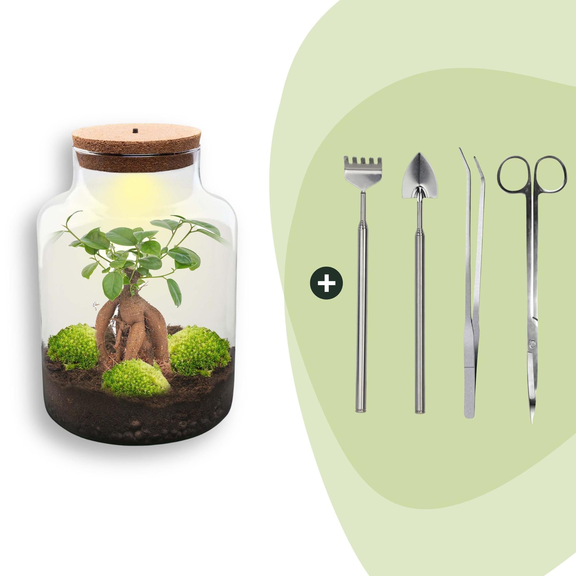 Flaschengarten DIY Bausatz Terrarium Milky Bonsai – Ø21cm – ↕30cm – Do – It – Yourself Flaschengarten Set mit Ficus Ginseng Bonsai – Plant