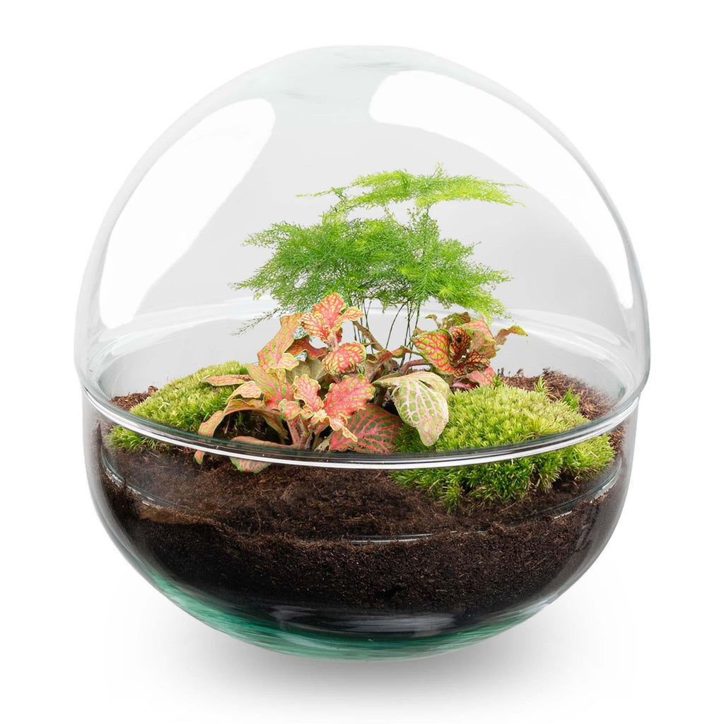 DIY Flaschengarten Set – Dome Glas Rot – Ø20cm x H20cm – Selbstversorgendes Pflanzterrarium mit Fittonia, Spargel & Moos – Mini – Pflegeleicht – Plant
