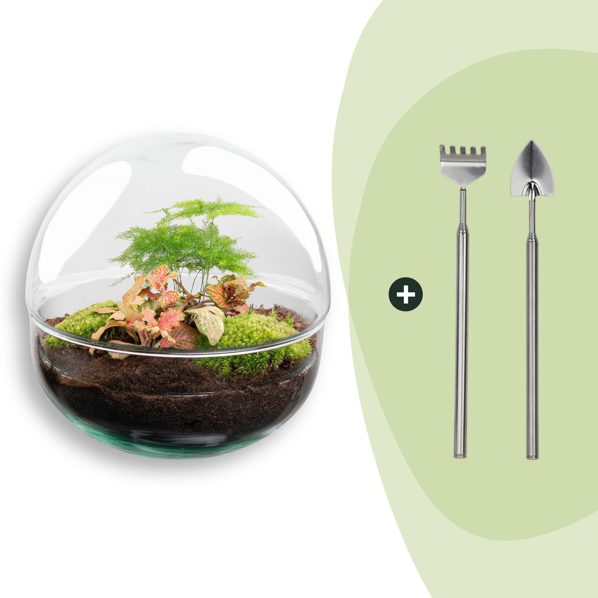 DIY Flaschengarten Set – Dome Glas Rot – Ø20cm x H20cm – Selbstversorgendes Pflanzterrarium mit Fittonia, Spargel & Moos – Mini – Pflegeleicht – Plant