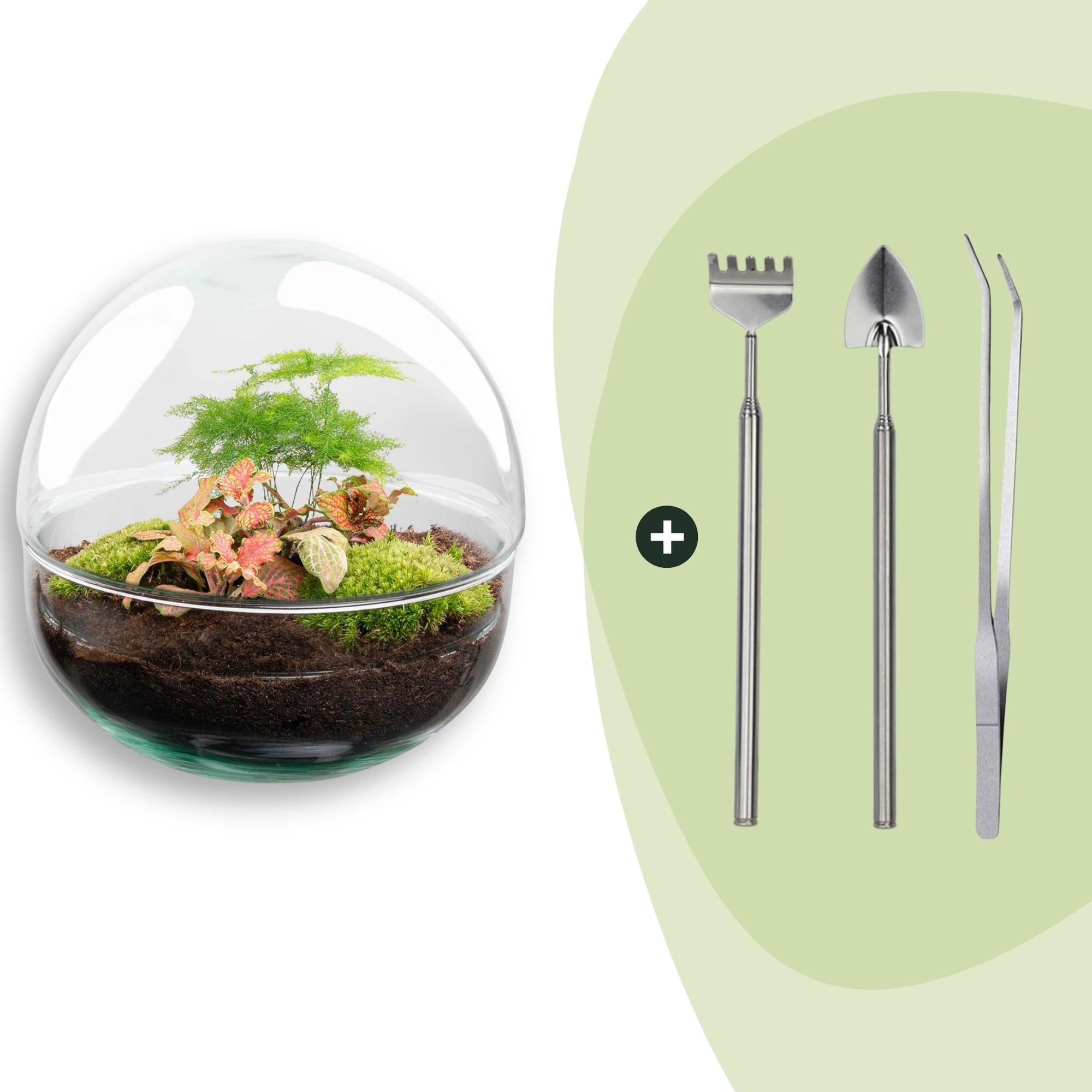 DIY Flaschengarten Set – Dome Glas Rot – Ø20cm x H20cm – Selbstversorgendes Pflanzterrarium mit Fittonia, Spargel & Moos – Mini – Pflegeleicht – Plant