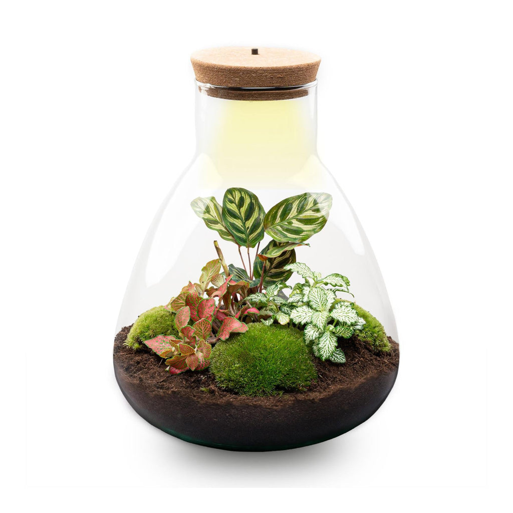 Flaschengarten Sam Calathea mit LED – DIY Bausatz Terrarium – ↕30cm – Do It Yourself Pflanzen – Set – Autarkes Mini – Ökosystem – Plant