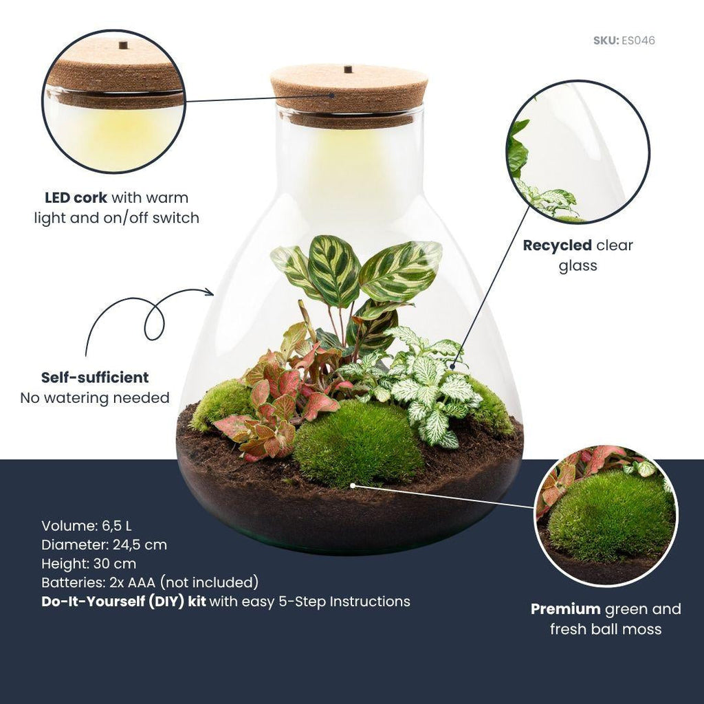 Flaschengarten Sam Calathea mit LED – DIY Bausatz Terrarium – ↕30cm – Do It Yourself Pflanzen – Set – Autarkes Mini – Ökosystem – Plant