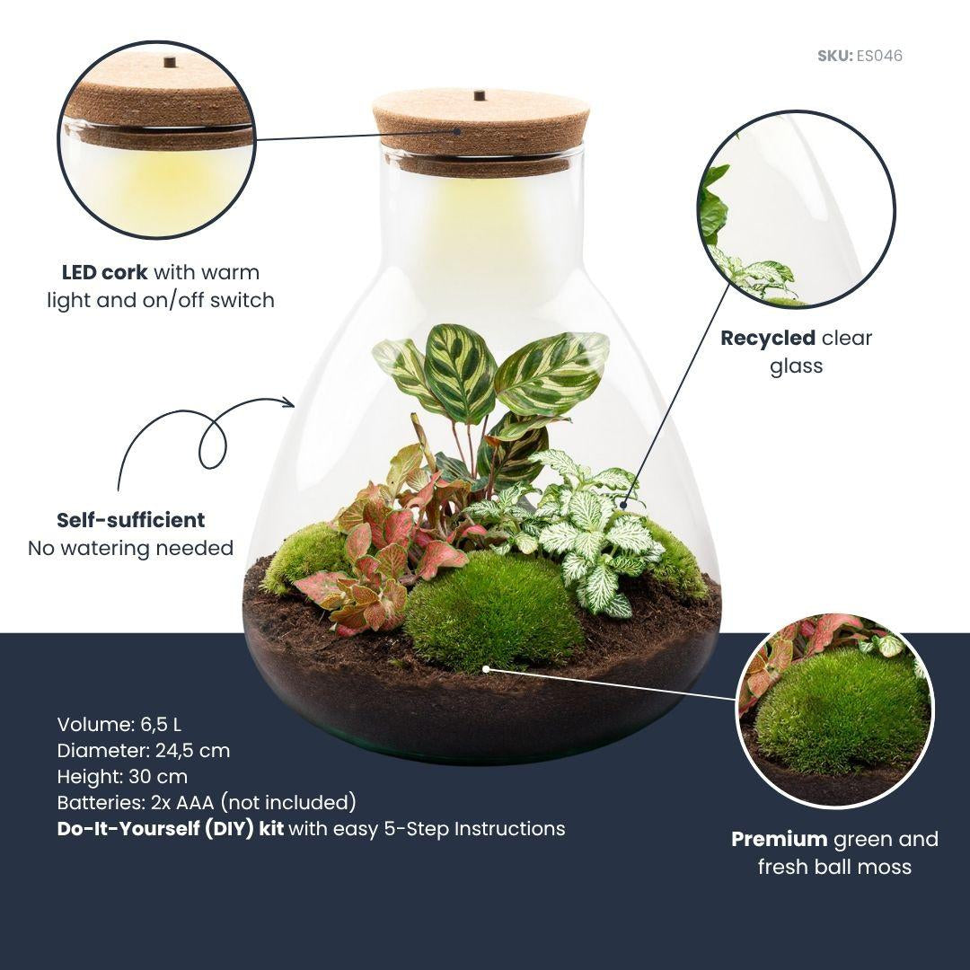 Flaschengarten Sam Calathea mit LED – DIY Bausatz Terrarium – ↕30cm – Do It Yourself Pflanzen – Set – Autarkes Mini – Ökosystem – Plant