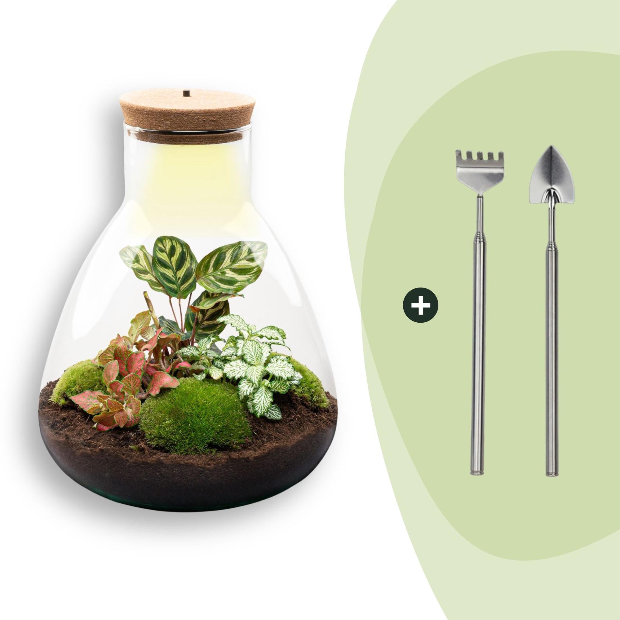 Flaschengarten Sam Calathea mit LED – DIY Bausatz Terrarium – ↕30cm – Do It Yourself Pflanzen – Set – Autarkes Mini – Ökosystem – Plant