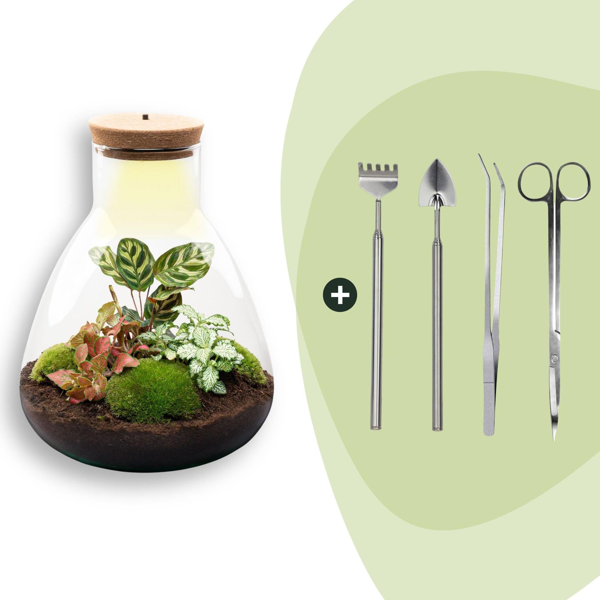 Flaschengarten Sam Calathea mit LED – DIY Bausatz Terrarium – ↕30cm – Do It Yourself Pflanzen – Set – Autarkes Mini – Ökosystem – Plant