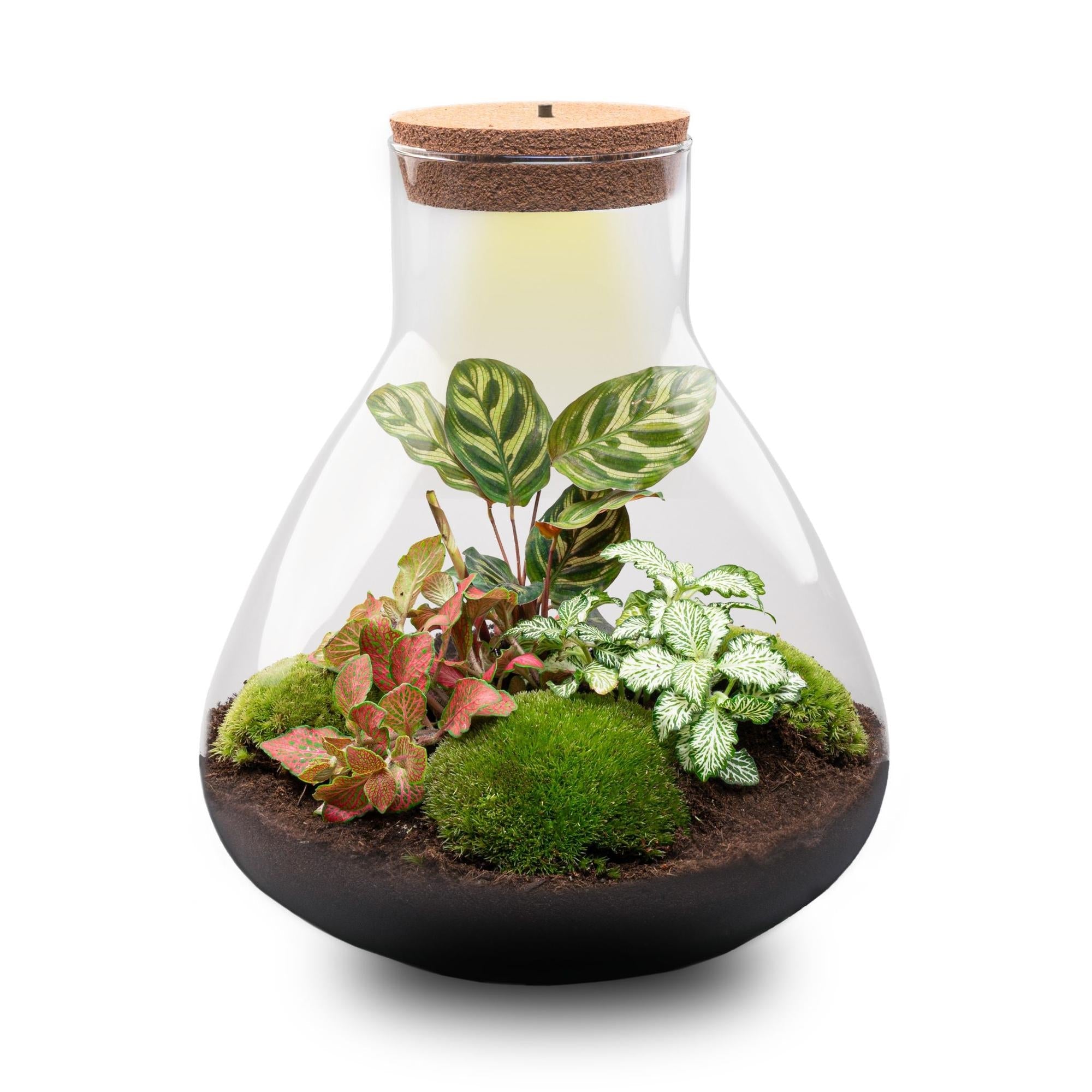 Flaschengarten Sam XL Rot – DIY Bausatz Terrarium – ↕35cm – Do It Yourself Pflanzen – Set – Autarkes Mini – Ökosystem – Plant