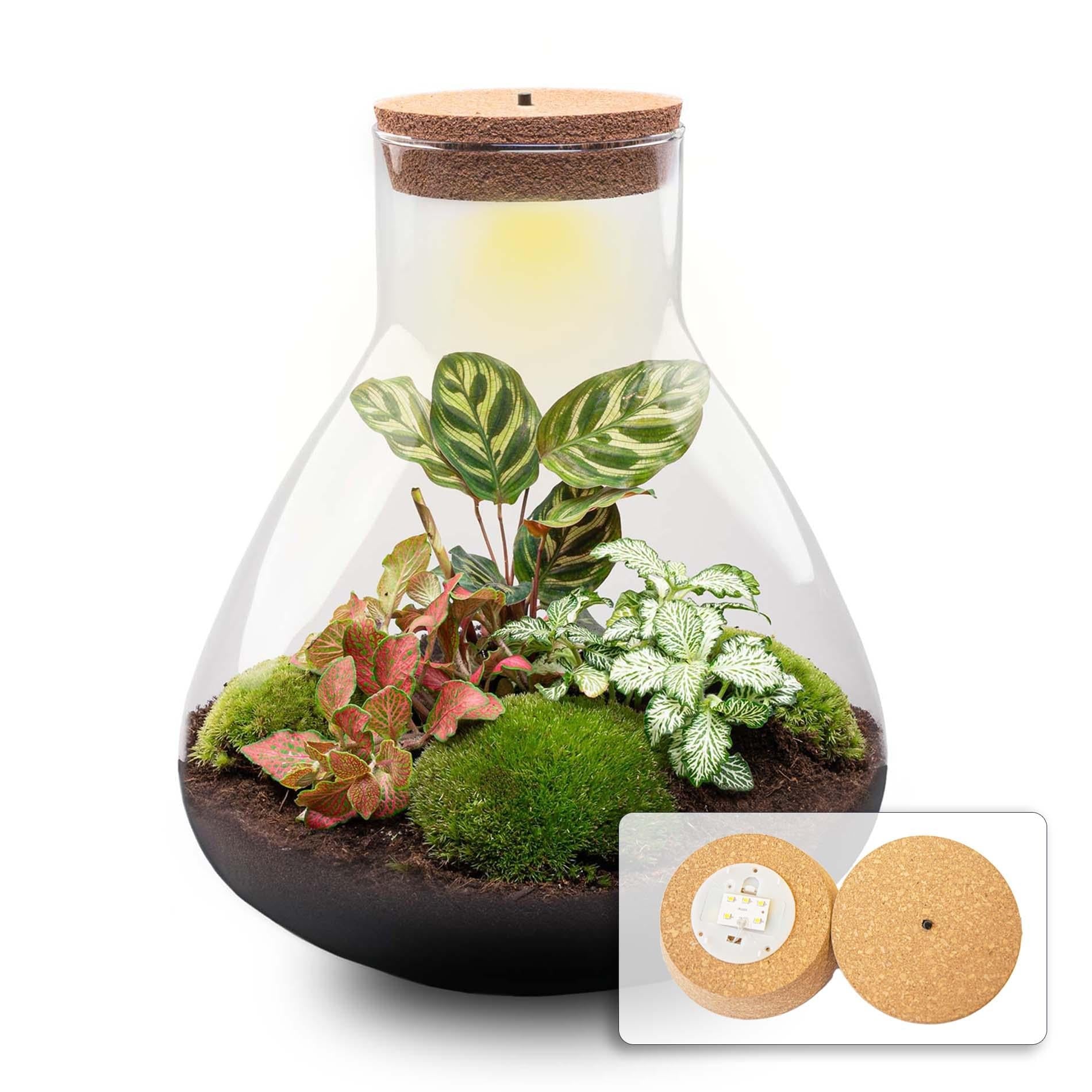Flaschengarten Sam XL Rot – DIY Bausatz Terrarium – ↕35cm – Do It Yourself Pflanzen – Set – Autarkes Mini – Ökosystem – Plant