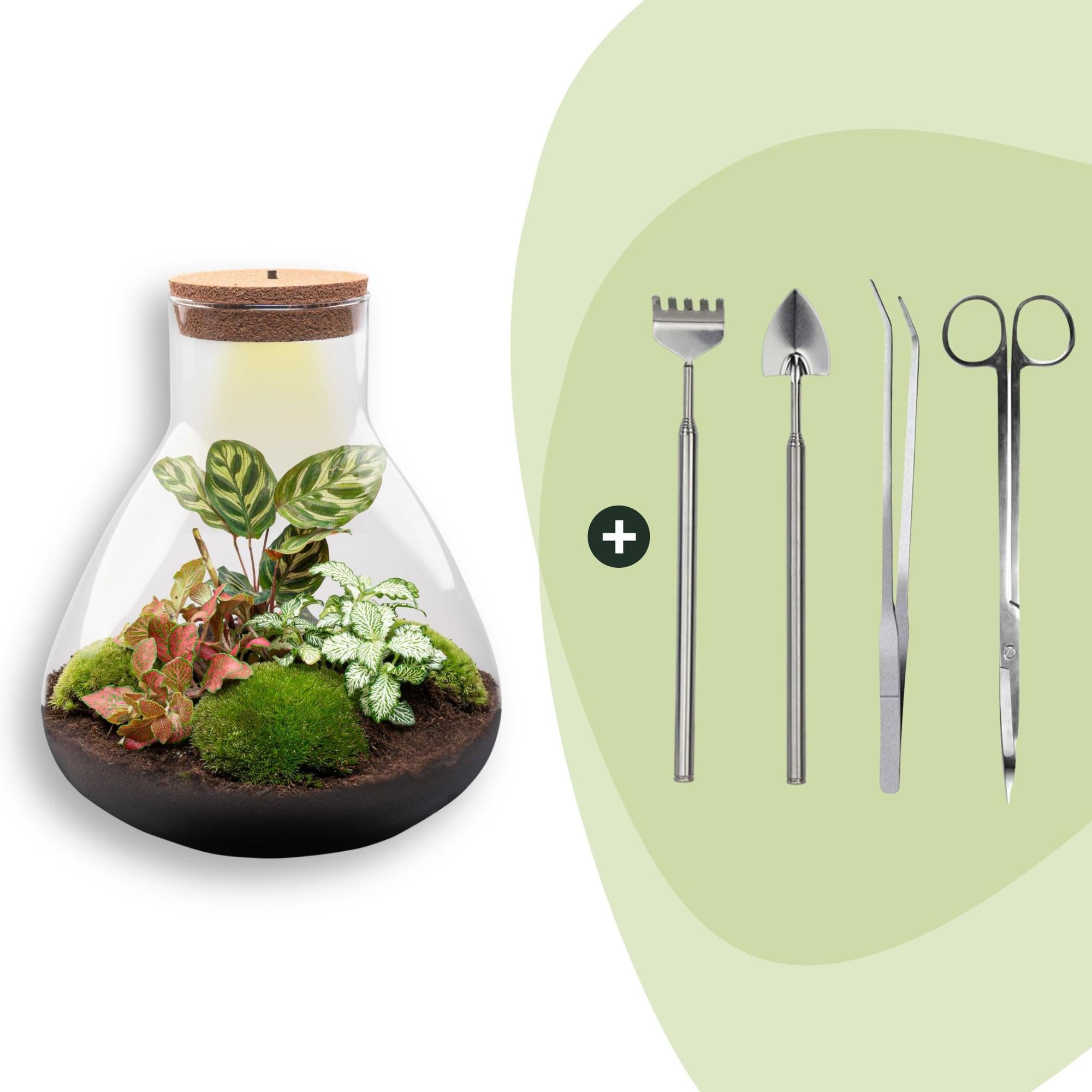Flaschengarten Sam XL Rot – DIY Bausatz Terrarium – ↕35cm – Do It Yourself Pflanzen – Set – Autarkes Mini – Ökosystem – Plant