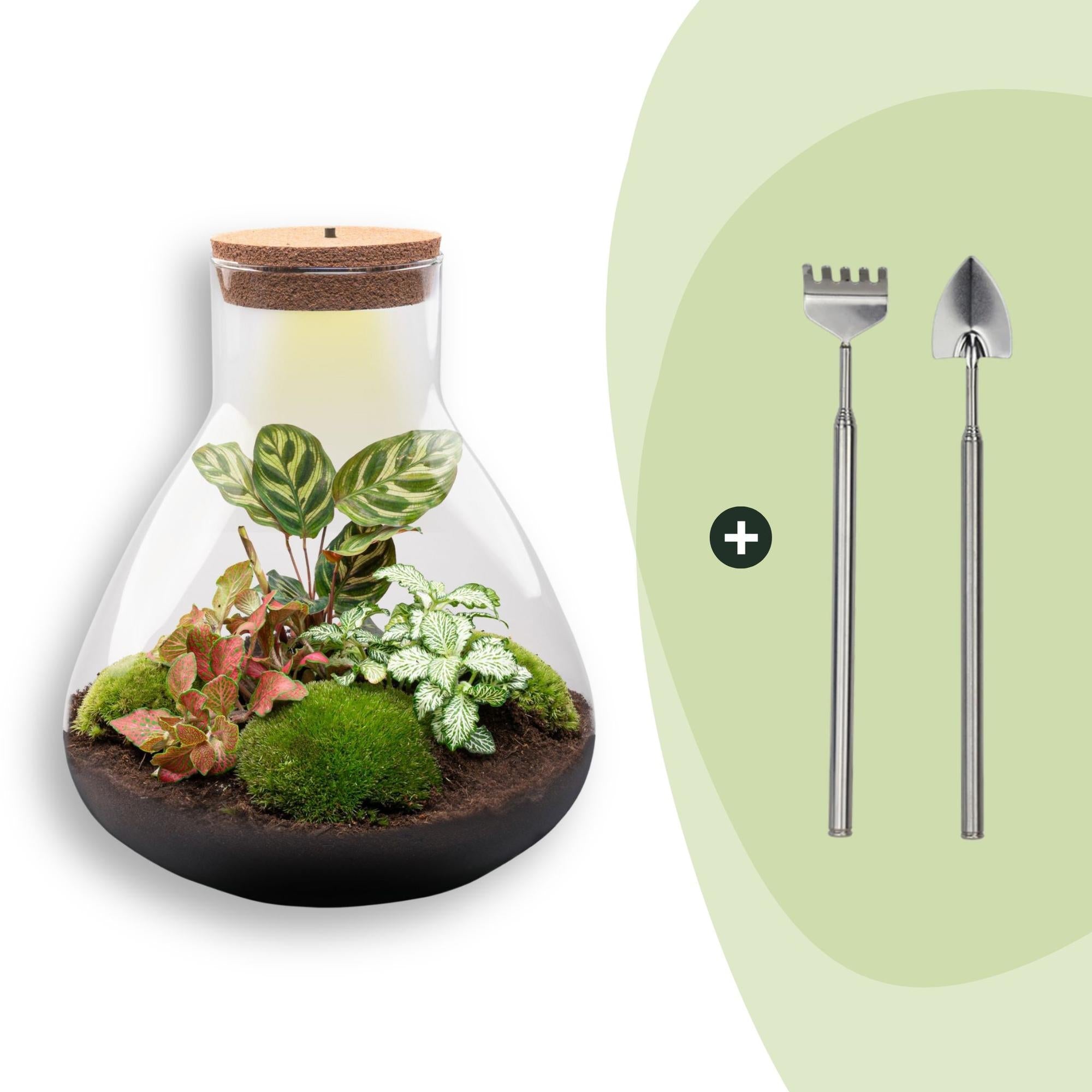 Flaschengarten Sam XL Rot – DIY Bausatz Terrarium – ↕35cm – Do It Yourself Pflanzen – Set – Autarkes Mini – Ökosystem – Plant