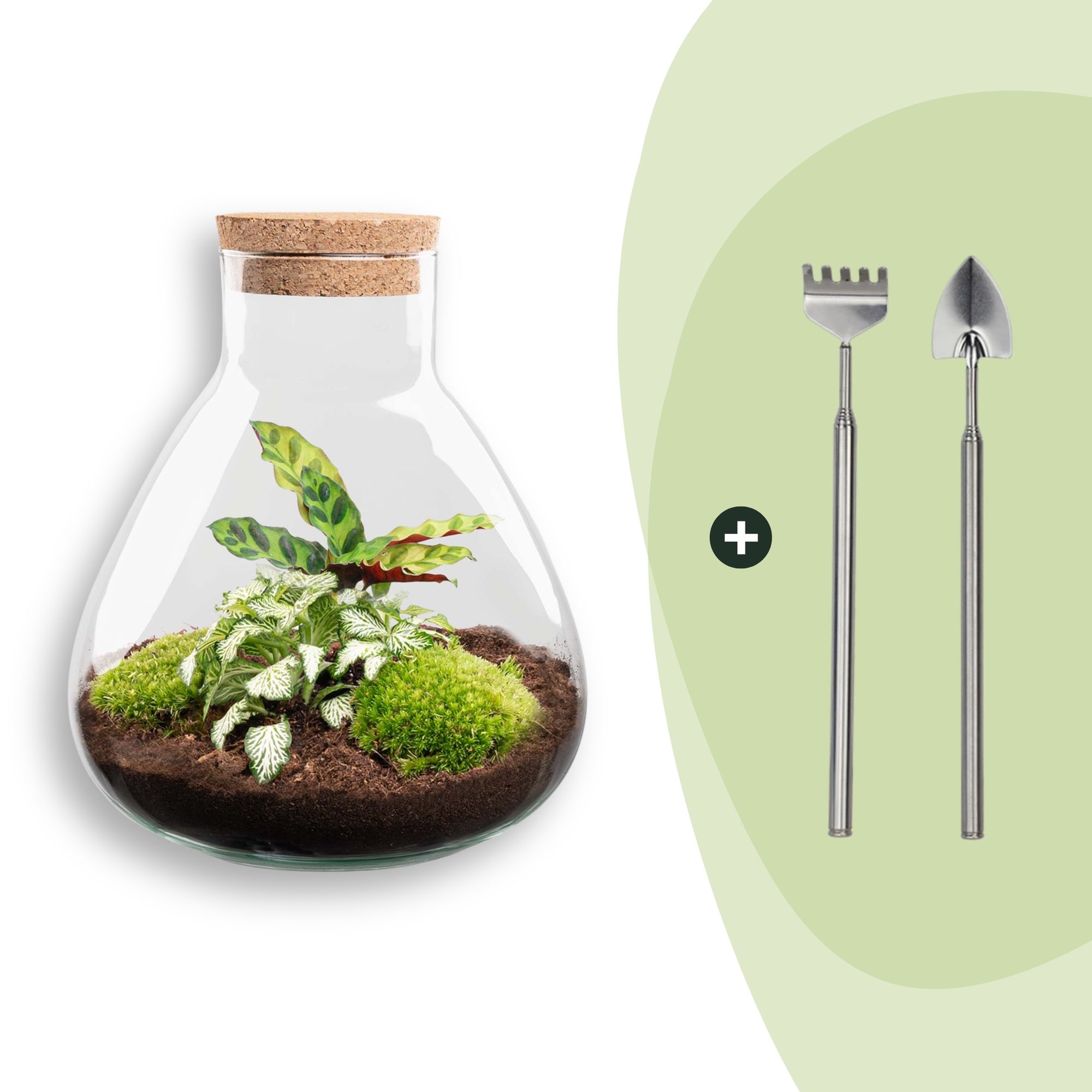 Flaschengarten Sammie DIY – Pflanzenterrarium im Glas mit Korkdeckel – Mini – Dschungel im Glas Ø22,5×H27cm – inkl. Calathea & Moos – Plant