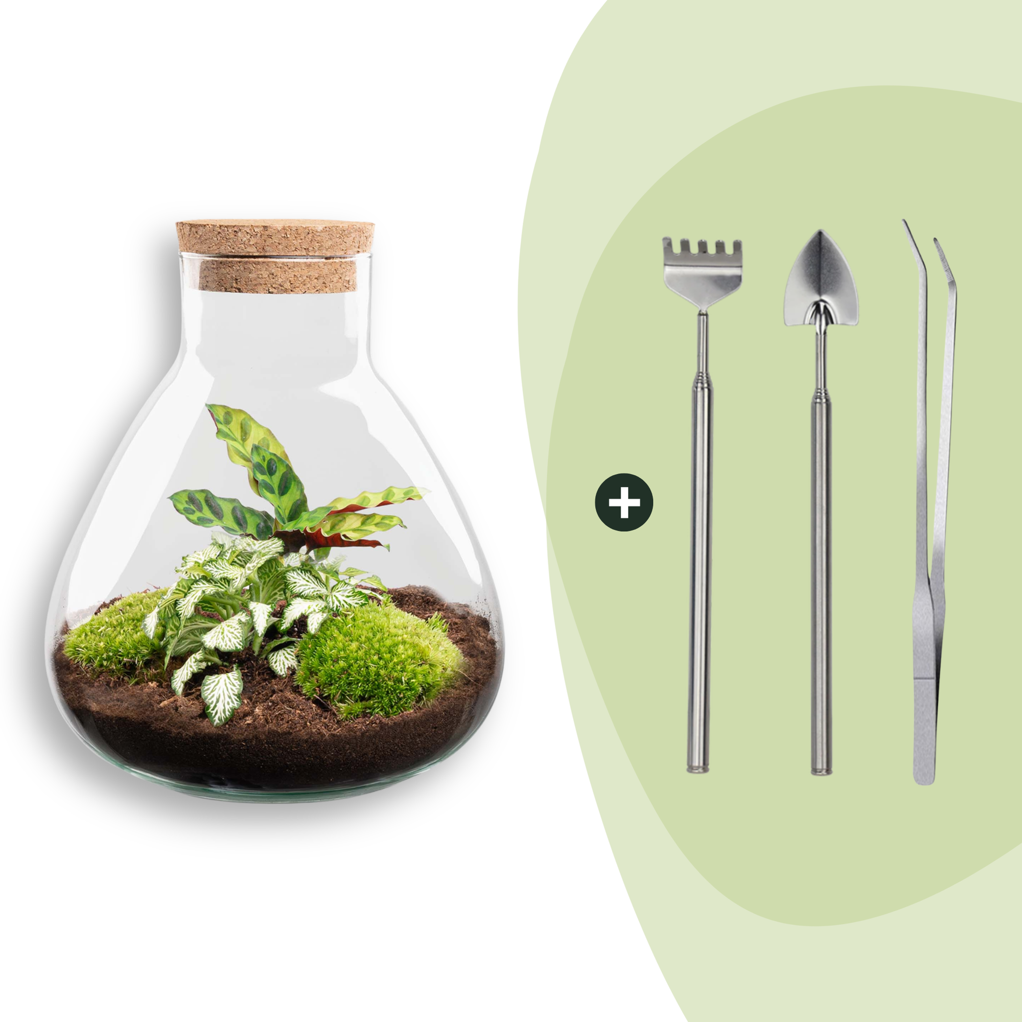 Flaschengarten Sammie DIY – Pflanzenterrarium im Glas mit Korkdeckel – Mini – Dschungel im Glas Ø22,5×H27cm – inkl. Calathea & Moos – Plant