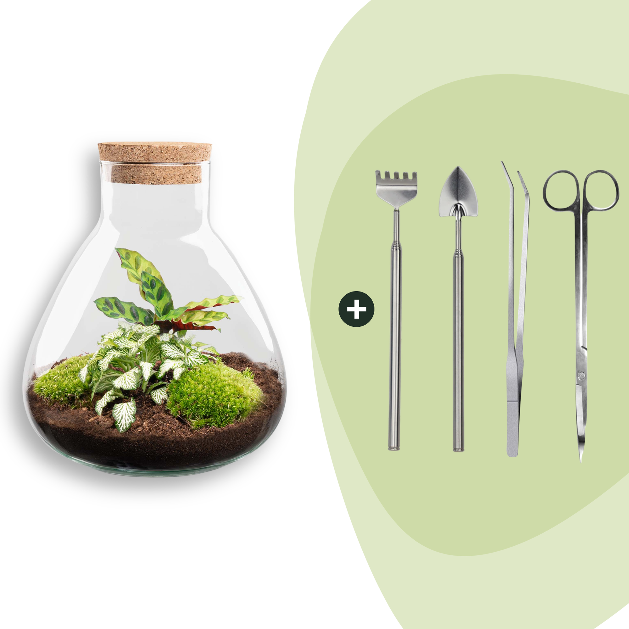 Flaschengarten Sammie DIY – Pflanzenterrarium im Glas mit Korkdeckel – Mini – Dschungel im Glas Ø22,5×H27cm – inkl. Calathea & Moos – Plant