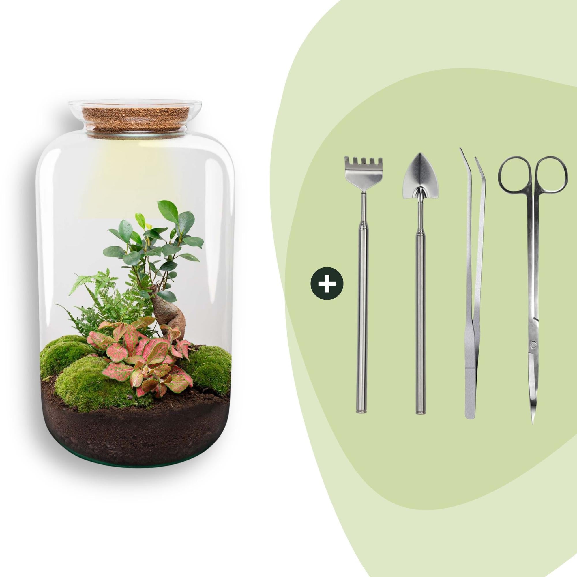 Flaschengarten Sven Bonsai – DIY Bausatz Terrarium – ↕43cm – Do It Yourself Pflanzen – Set im Glas mit Korkdeckel – Autarkes Mini – Ökosystem – Plant