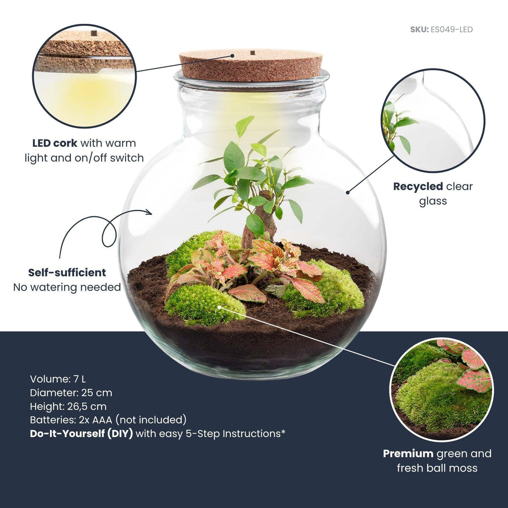 Flaschengarten DIY Bausatz Teddy Bonsai – Terrarium Ø25cm x H26,5cm – Do – It – Yourself Pflanzterrarium – Autarkes Mini – Ökosystem – Plant