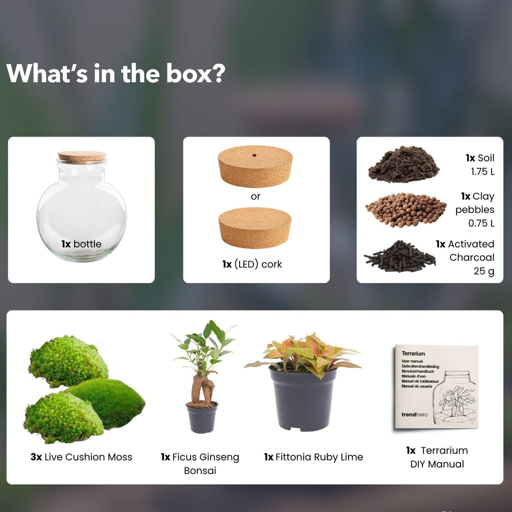 Flaschengarten DIY Bausatz Teddy Bonsai – Terrarium Ø25cm x H26,5cm – Do – It – Yourself Pflanzterrarium – Autarkes Mini – Ökosystem – Plant