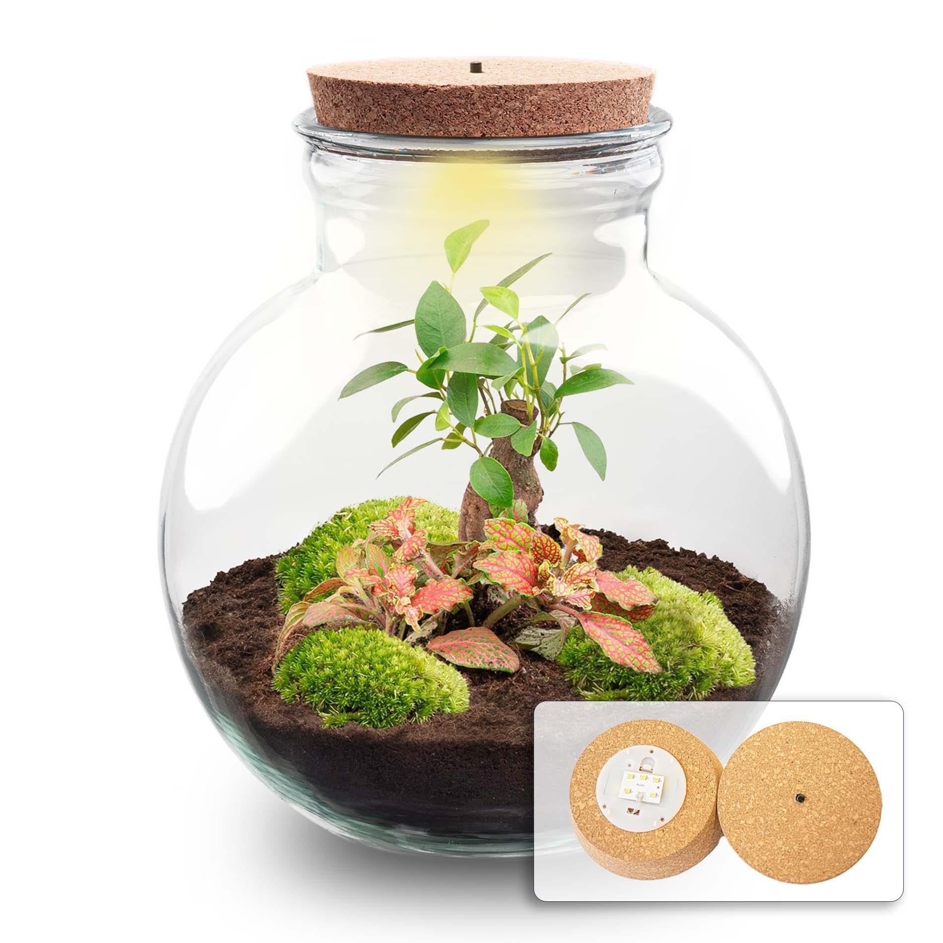 Flaschengarten DIY Bausatz Teddy Bonsai – Terrarium Ø25cm x H26,5cm – Do – It – Yourself Pflanzterrarium – Autarkes Mini – Ökosystem – Plant