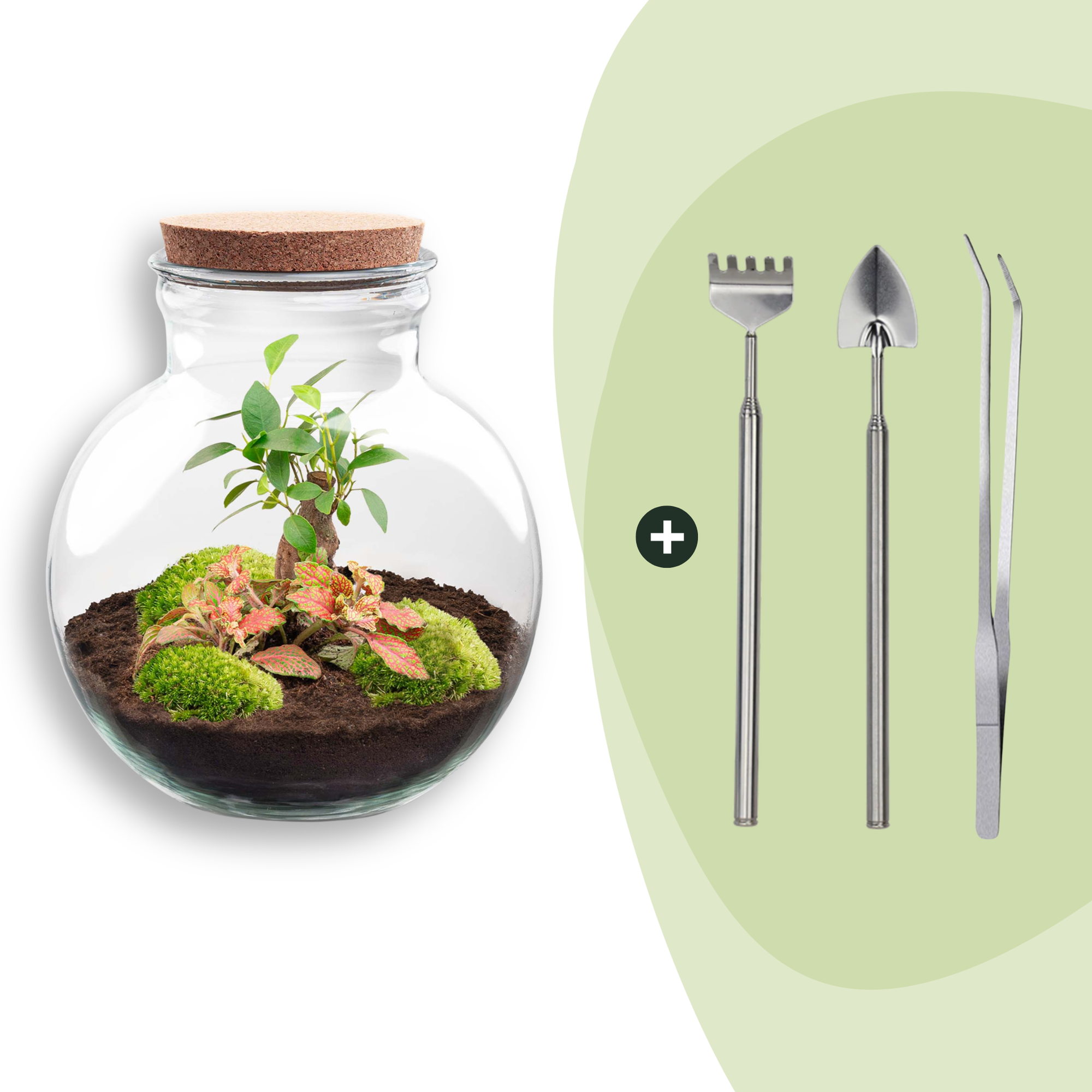 Flaschengarten DIY Bausatz Teddy Bonsai – Terrarium Ø25cm x H26,5cm – Do – It – Yourself Pflanzterrarium – Autarkes Mini – Ökosystem – Plant