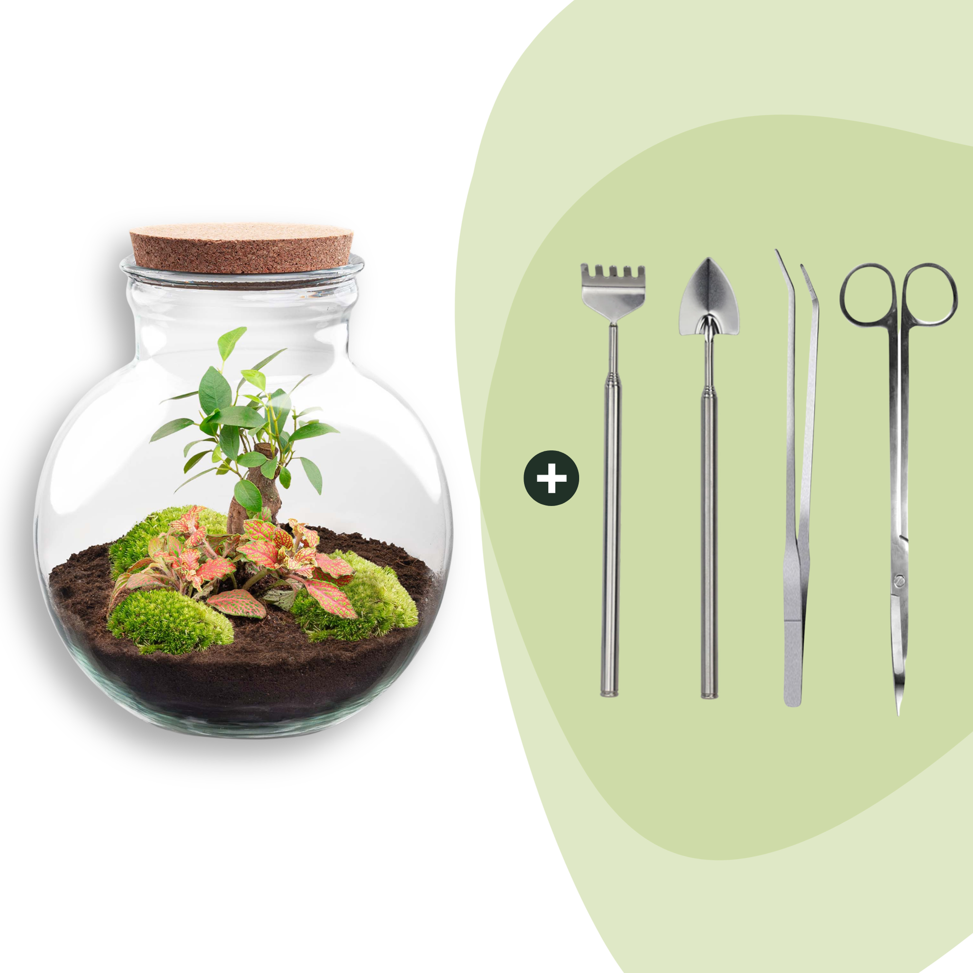 Flaschengarten DIY Bausatz Teddy Bonsai – Terrarium Ø25cm x H26,5cm – Do – It – Yourself Pflanzterrarium – Autarkes Mini – Ökosystem – Plant