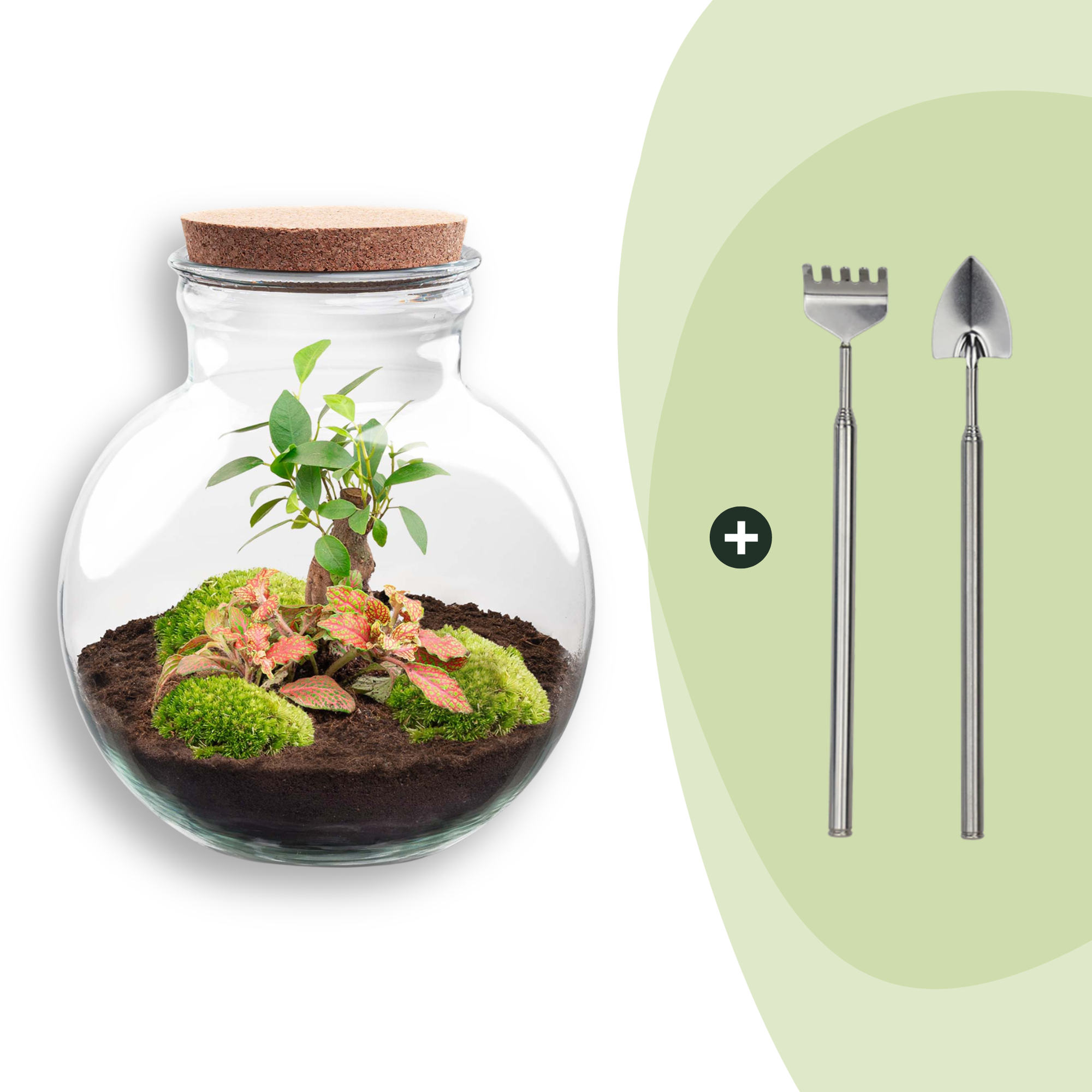 Flaschengarten DIY Bausatz Teddy Bonsai – Terrarium Ø25cm x H26,5cm – Do – It – Yourself Pflanzterrarium – Autarkes Mini – Ökosystem – Plant