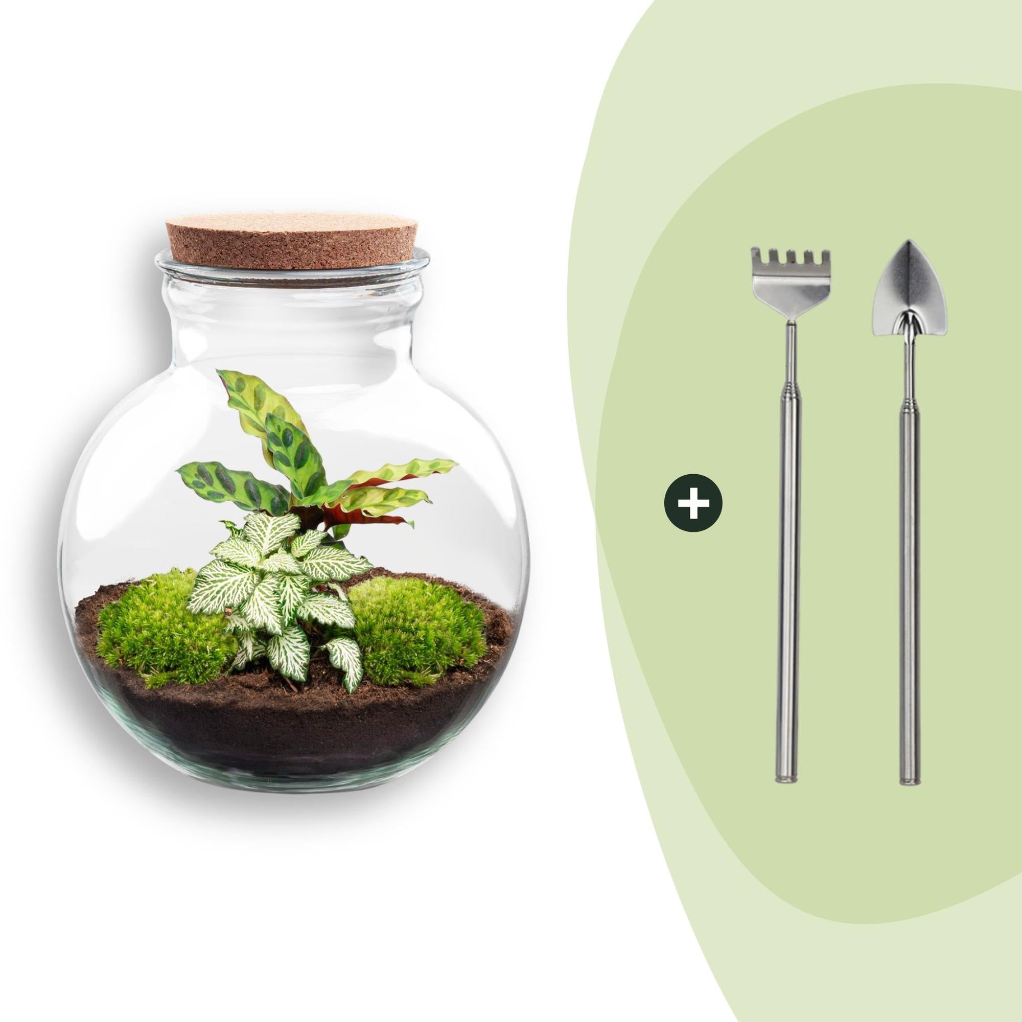 Flaschengarten Teddy – DIY Bausatz Terrarium – ↕26,5cm – Do It Yourself Pflanzen – Set im Glas mit Kork – Autarkes Mini – Ökosystem – Plant