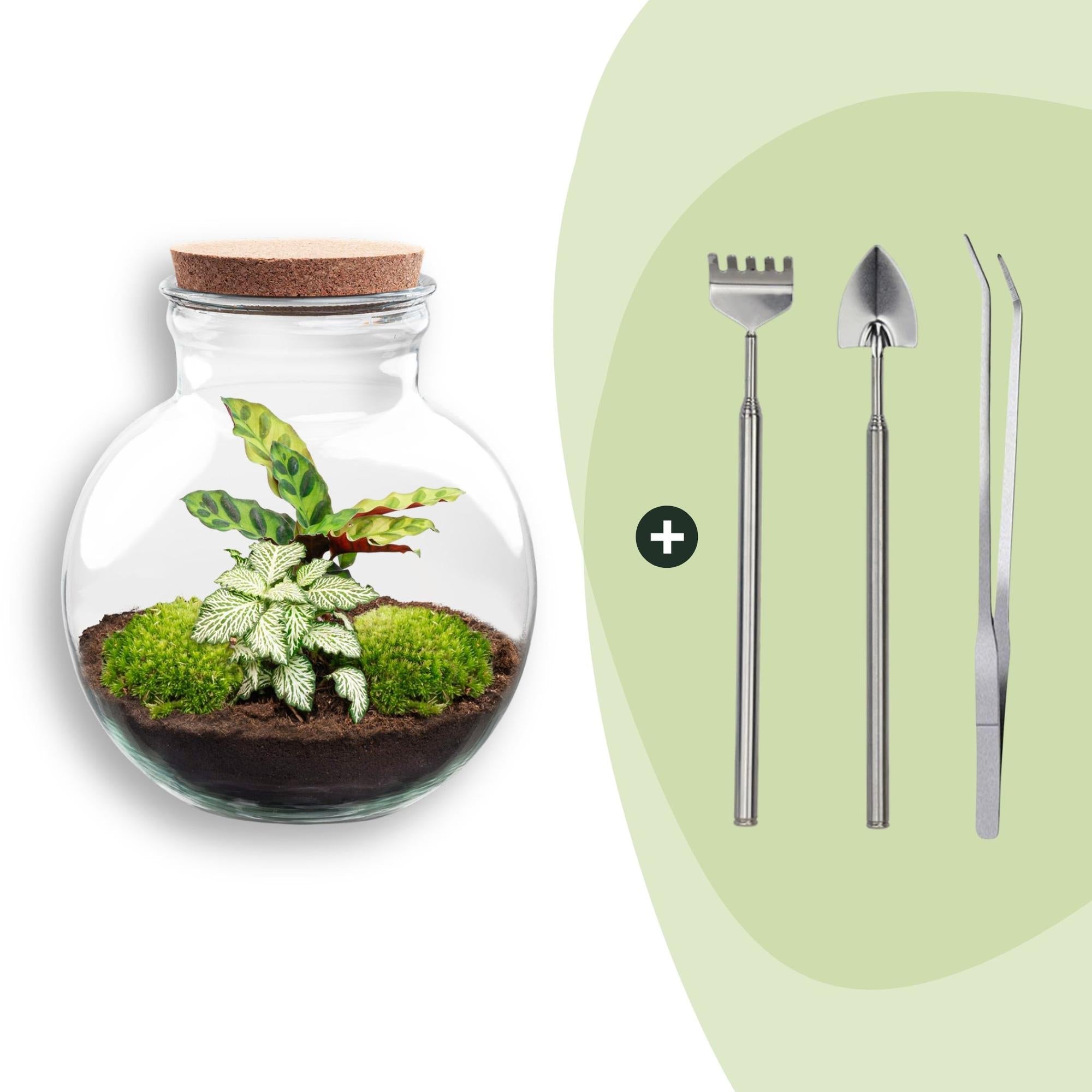 Flaschengarten Teddy – DIY Bausatz Terrarium – ↕26,5cm – Do It Yourself Pflanzen – Set im Glas mit Kork – Autarkes Mini – Ökosystem – Plant