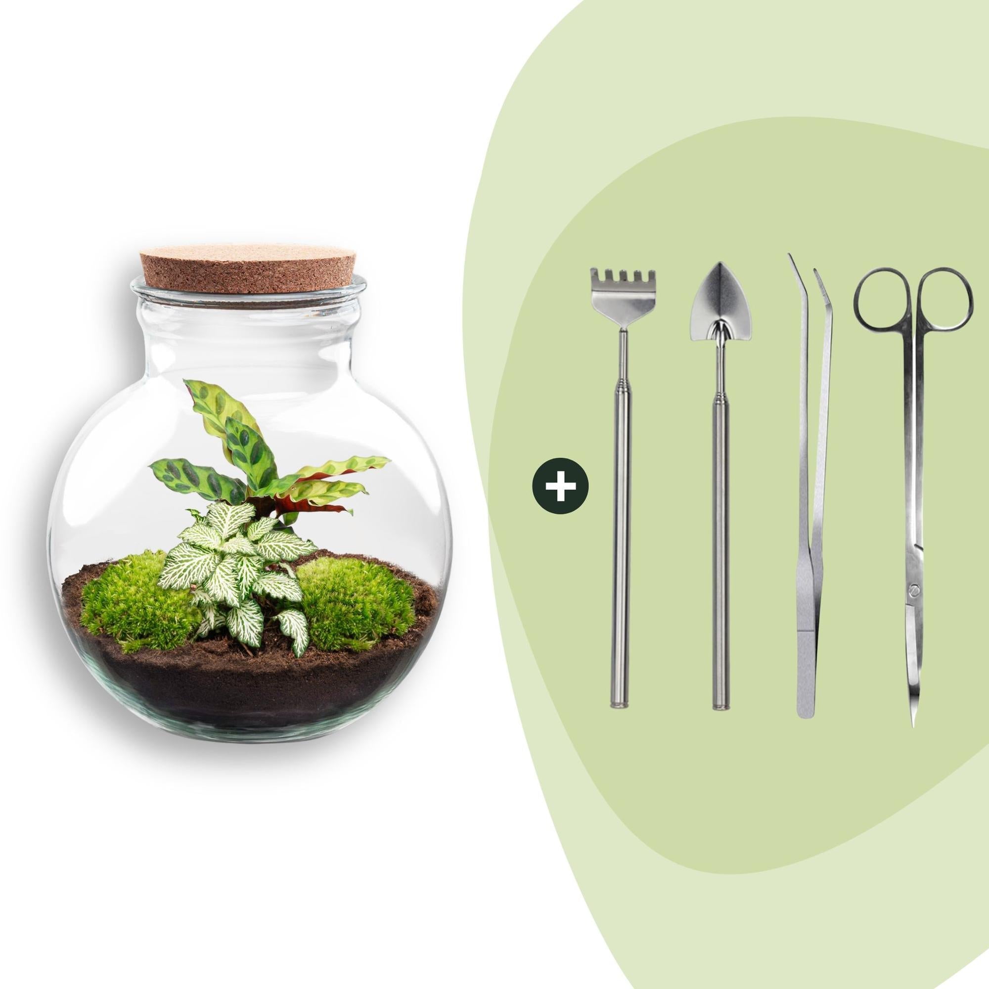 Flaschengarten Teddy – DIY Bausatz Terrarium – ↕26,5cm – Do It Yourself Pflanzen – Set im Glas mit Kork – Autarkes Mini – Ökosystem – Plant
