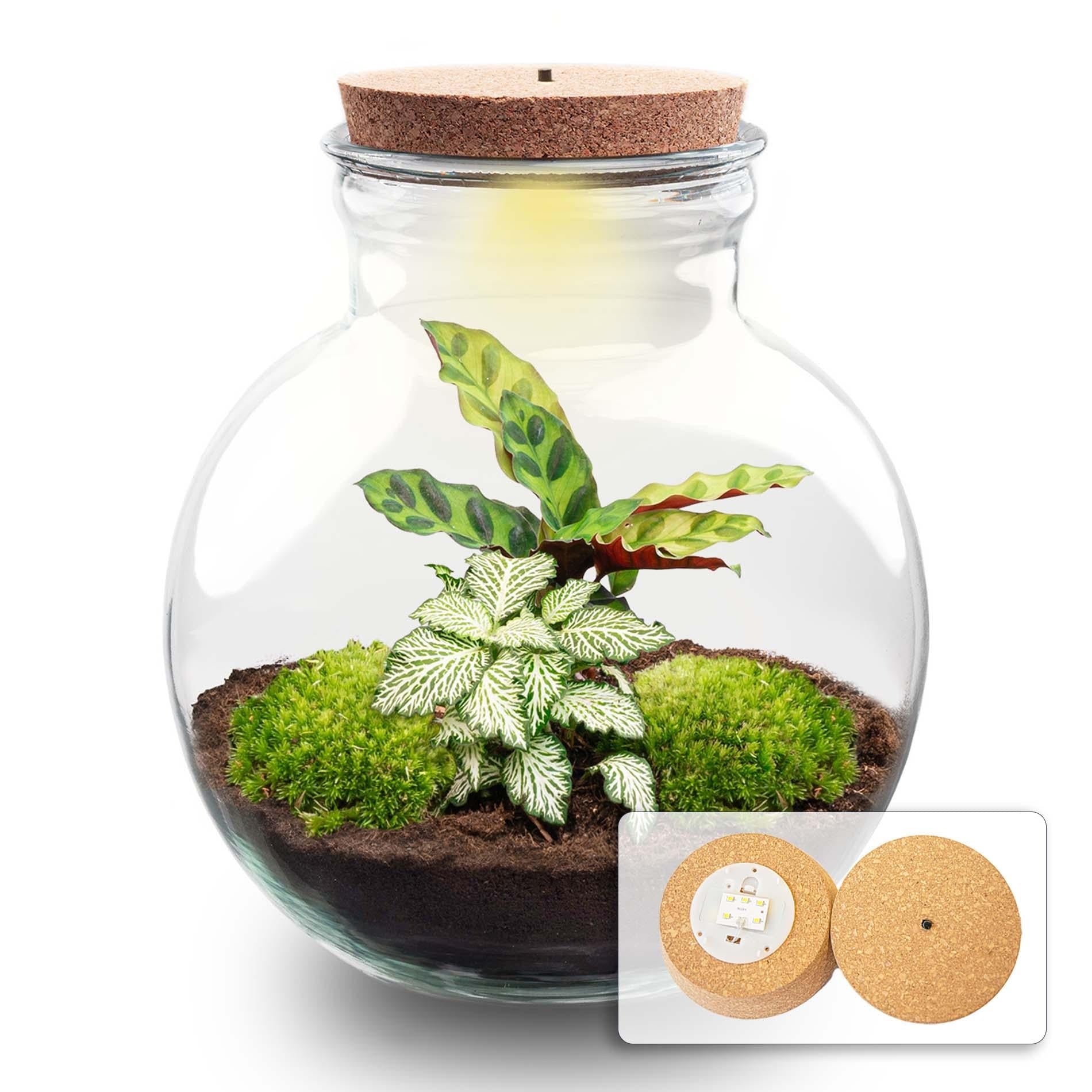 Flaschengarten Teddy – DIY Bausatz Terrarium – ↕26,5cm – Do It Yourself Pflanzen – Set im Glas mit Kork – Autarkes Mini – Ökosystem – Plant