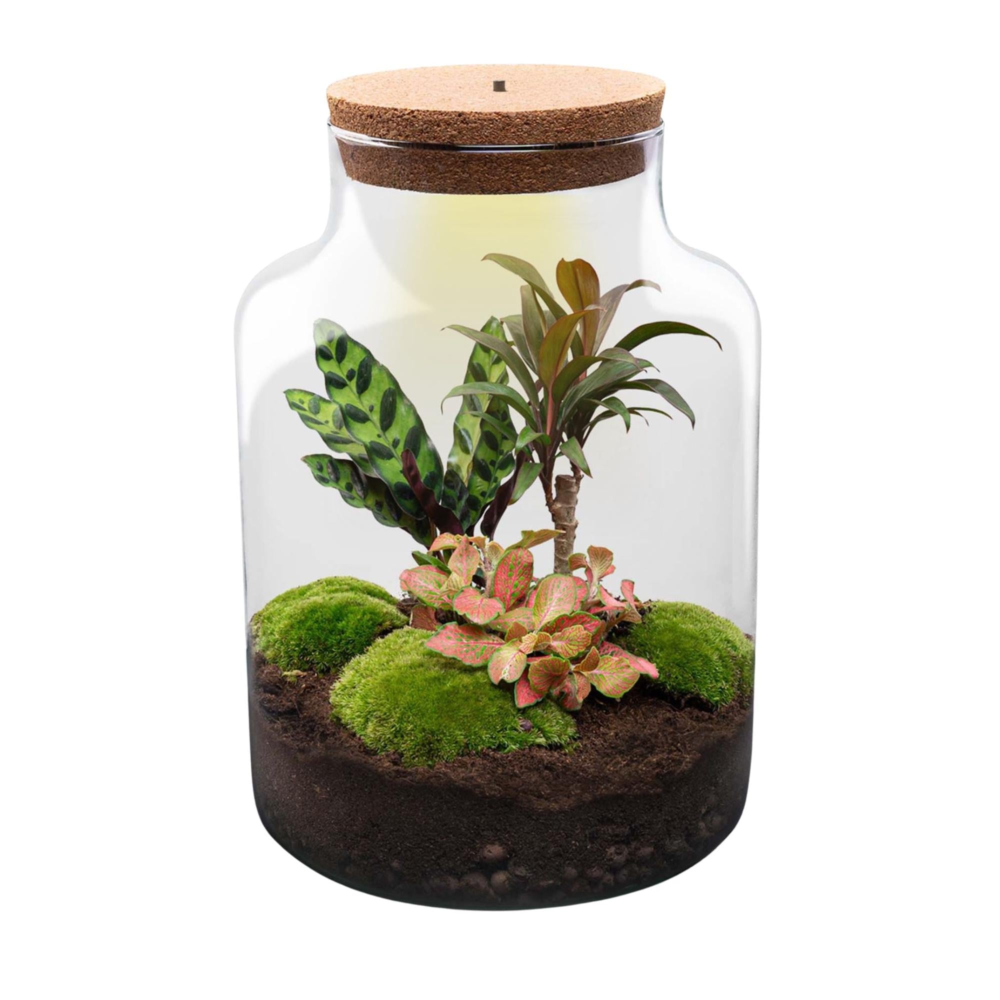 Flaschengarten Milky – DIY Bausatz Terrarium – ↕30cm – Do It Yourself Pflanzen – Set im Glas mit Korkdeckel – Autarkes Mini – Ökosystem – Plant