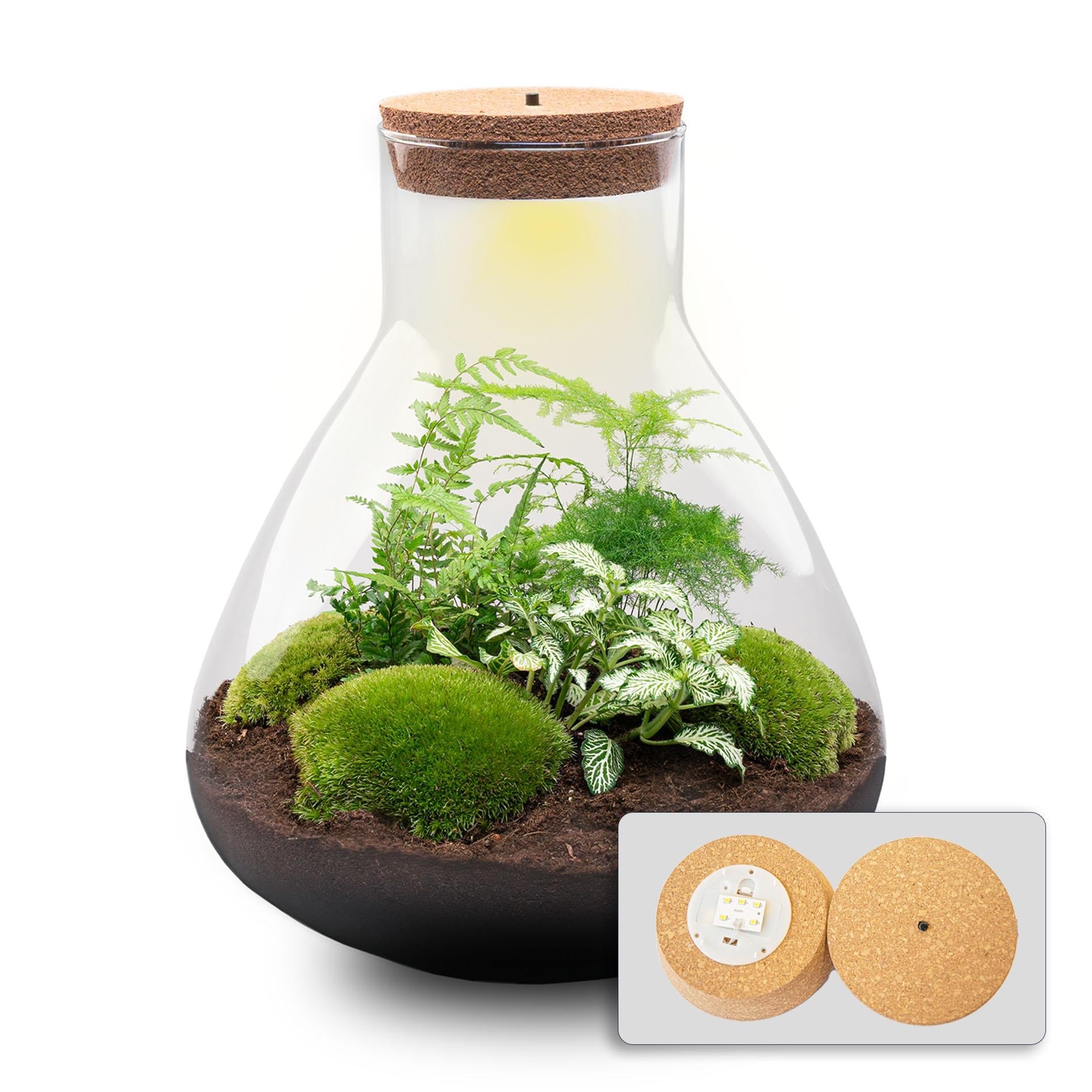 Flaschengarten Sam XL – DIY Bausatz Terrarium – ↕35cm – Do – It – Yourself Pflanzen – Set mit Korkdeckel – Autarkes Mini – Ökosystem – Plant