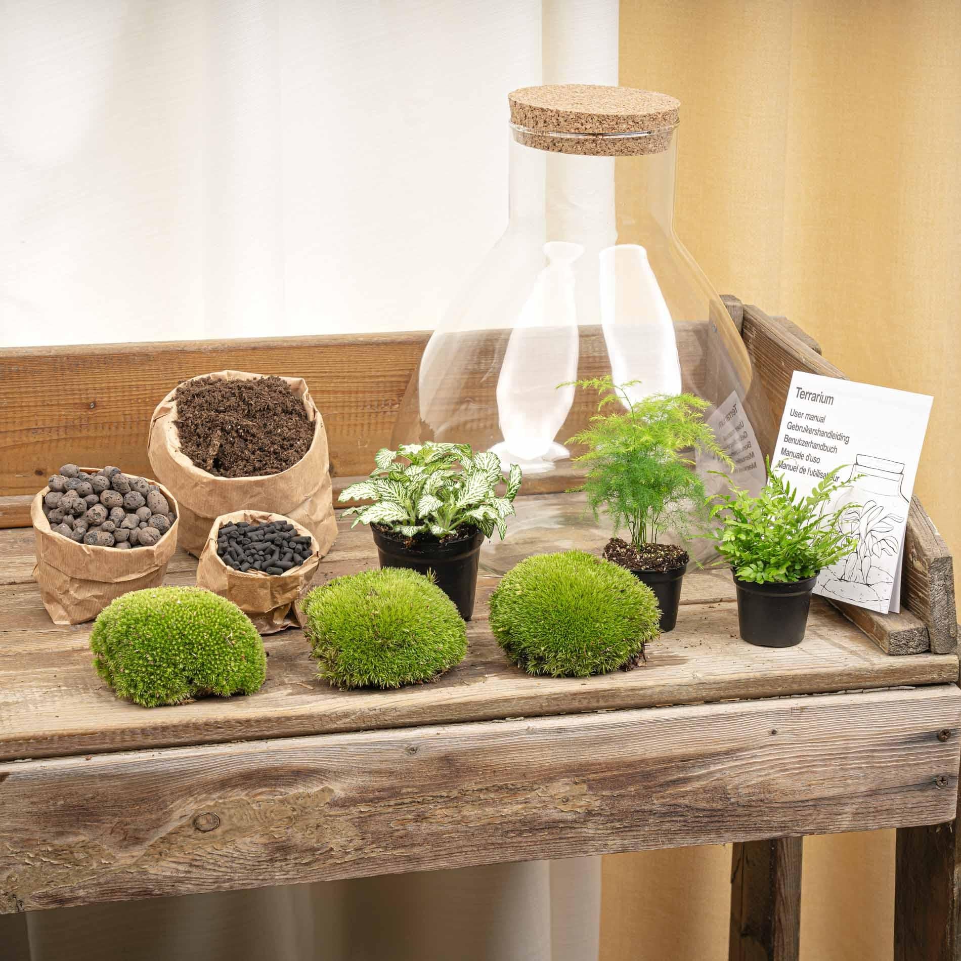 Flaschengarten Sam XL – DIY Bausatz Terrarium – ↕35cm – Do – It – Yourself Pflanzen – Set mit Korkdeckel – Autarkes Mini – Ökosystem – Plant