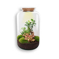 Flaschengarten Sven Bonsai – DIY Bausatz Terrarium – ↕43cm – Do It Yourself Pflanzen – Set im Glas mit Korkdeckel – Autarkes Mini – Ökosystem – Plant
