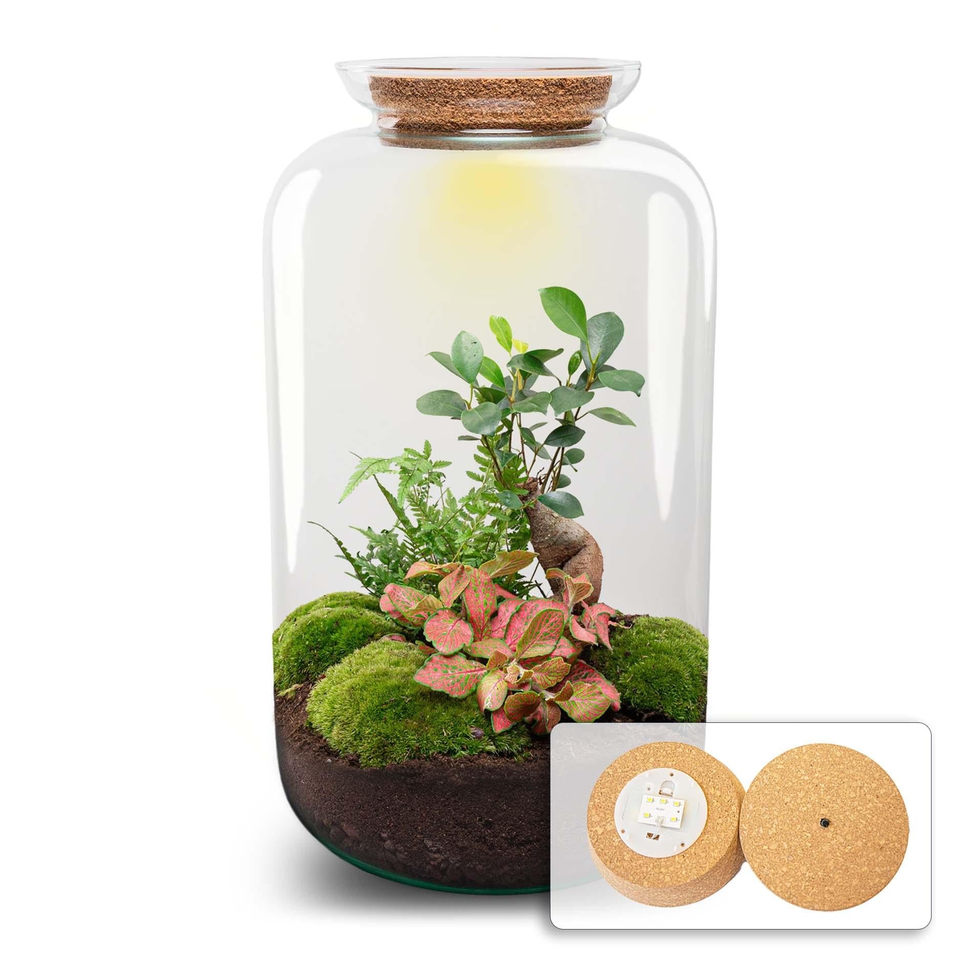 Flaschengarten Sven Bonsai – DIY Bausatz Terrarium – ↕43cm – Do It Yourself Pflanzen – Set im Glas mit Korkdeckel – Autarkes Mini – Ökosystem – Plant