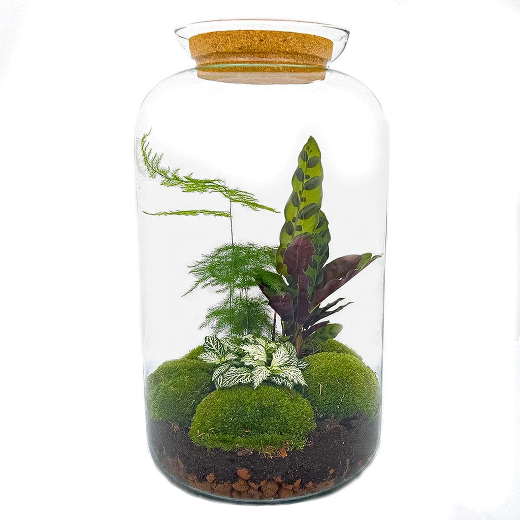 Flaschengarten Botanical Sven XL – DIY Bausatz Terrarium – ↕43cm – Do It Yourself Pflanzen – Set mit Korkdeckel – Autarkes Ökosystem – Plant