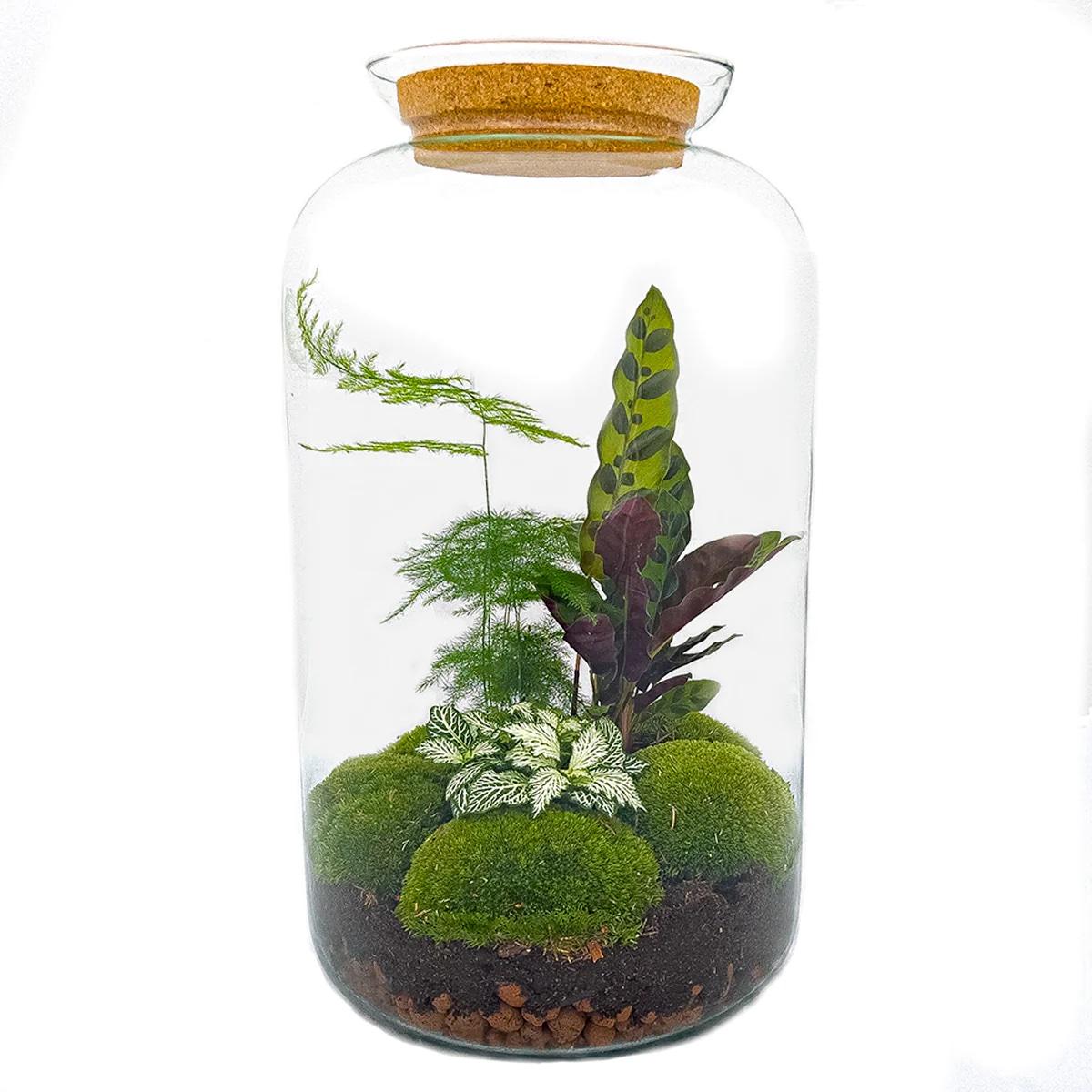 Flaschengarten Botanical Sven XL – DIY Bausatz Terrarium – ↕43cm – Do It Yourself Pflanzen – Set mit Korkdeckel – Autarkes Ökosystem – Plant