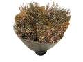 Ginster Apricot – Schnittginster Premiumqualität – 70cm Stiellänge – 25 Stiele Bundware für Floristik & Dekoration