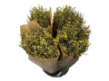Ginster Gelb – Schnittginster Premiumqualität – 70cm Stiellänge – 25 Stiele Bundware für Floristik & Dekoration