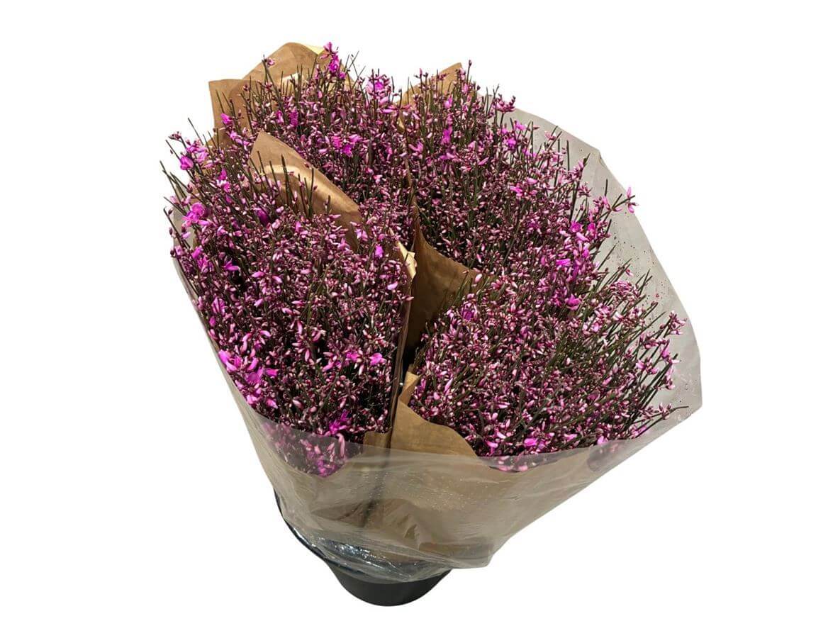 Ginster Lila – Gefärbter Schnittginster – 70cm Stiellänge – 25 Stiele Bundware für Floristik & Dekoration