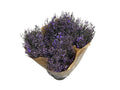 Ginster Milka – Gefärbter Schnittginster – 70cm Stiellänge – 25 Stiele Bundware für Floristik & Dekoration