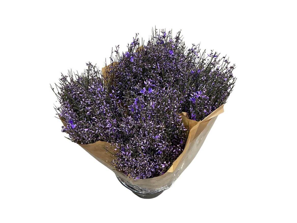 Ginster Milka – Gefärbter Schnittginster – 70cm Stiellänge – 25 Stiele Bundware für Floristik & Dekoration